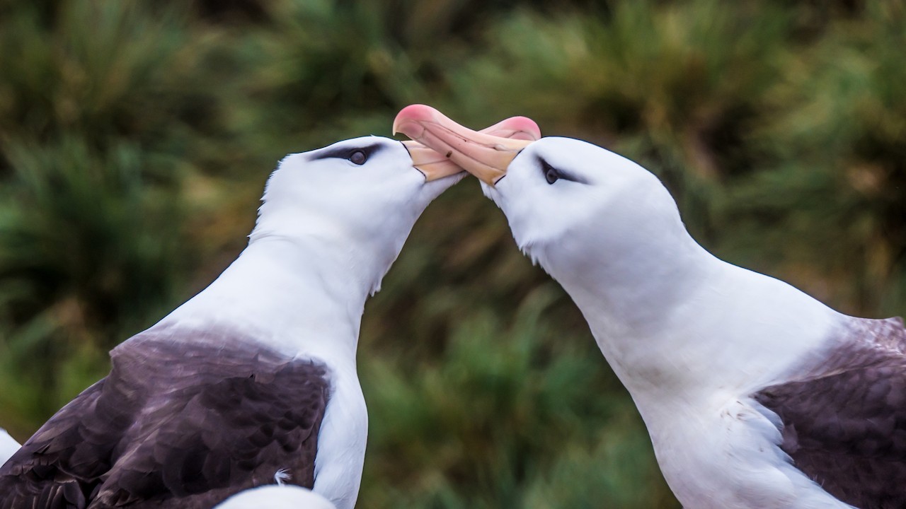 In the Falkland Islands, Absorb Magnificent Seabird Colonies at West Point Island