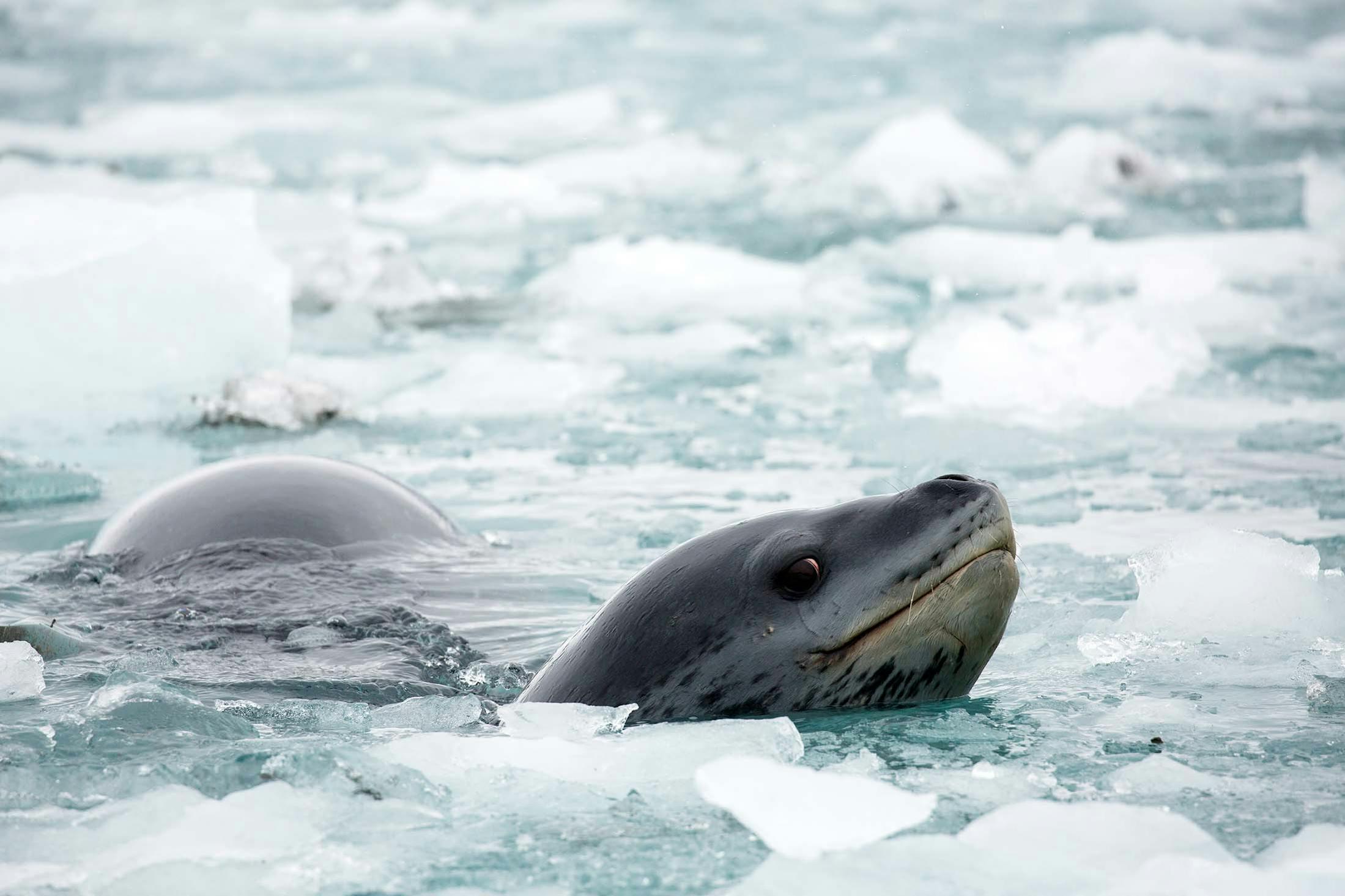 A leopard seal swims through icy waters near the Nordenskjold Glacier in South Georgia./Lucia Griggi