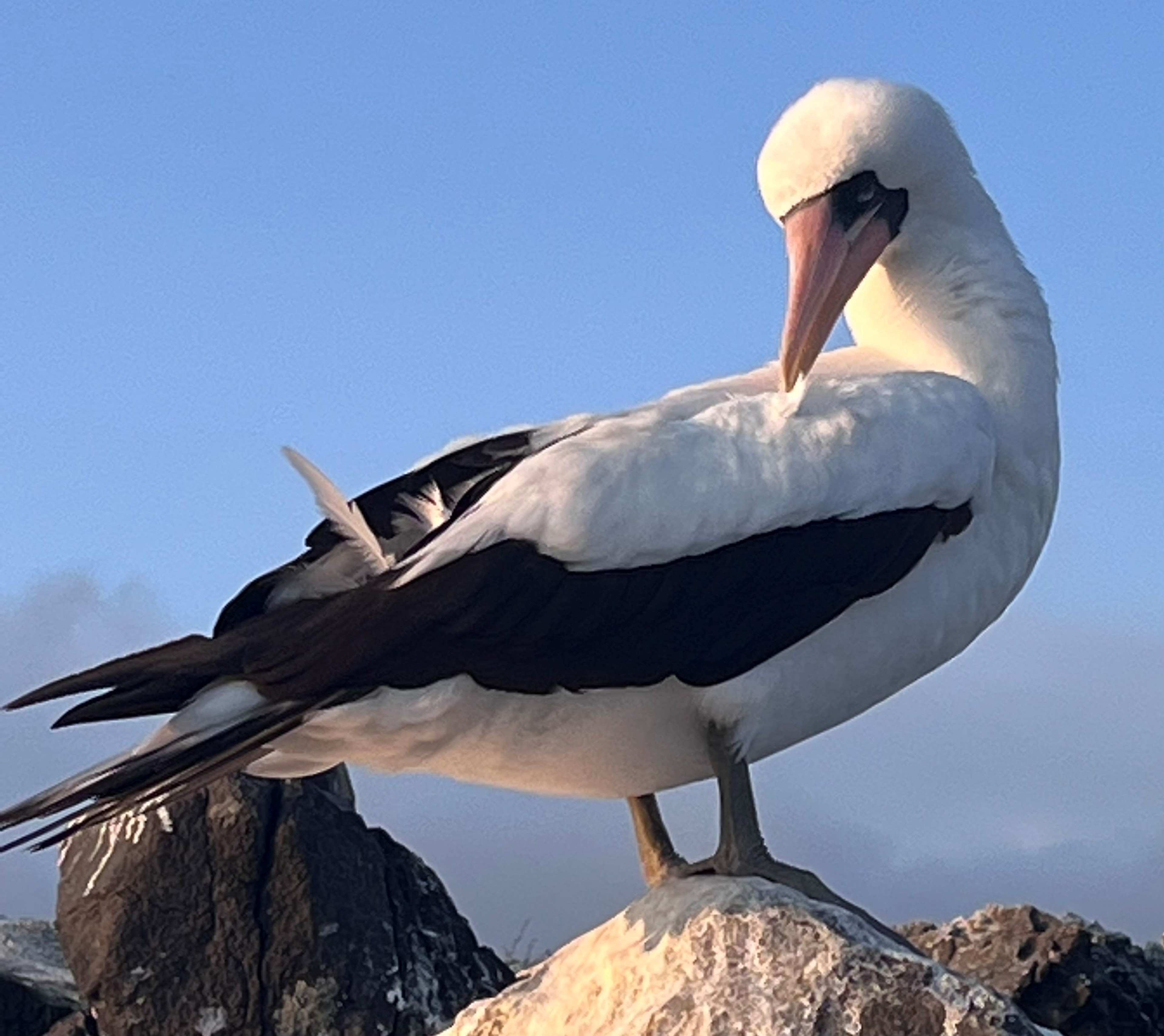 A Nazca Boobie in Galápagos. Photo by Peter Shanks
