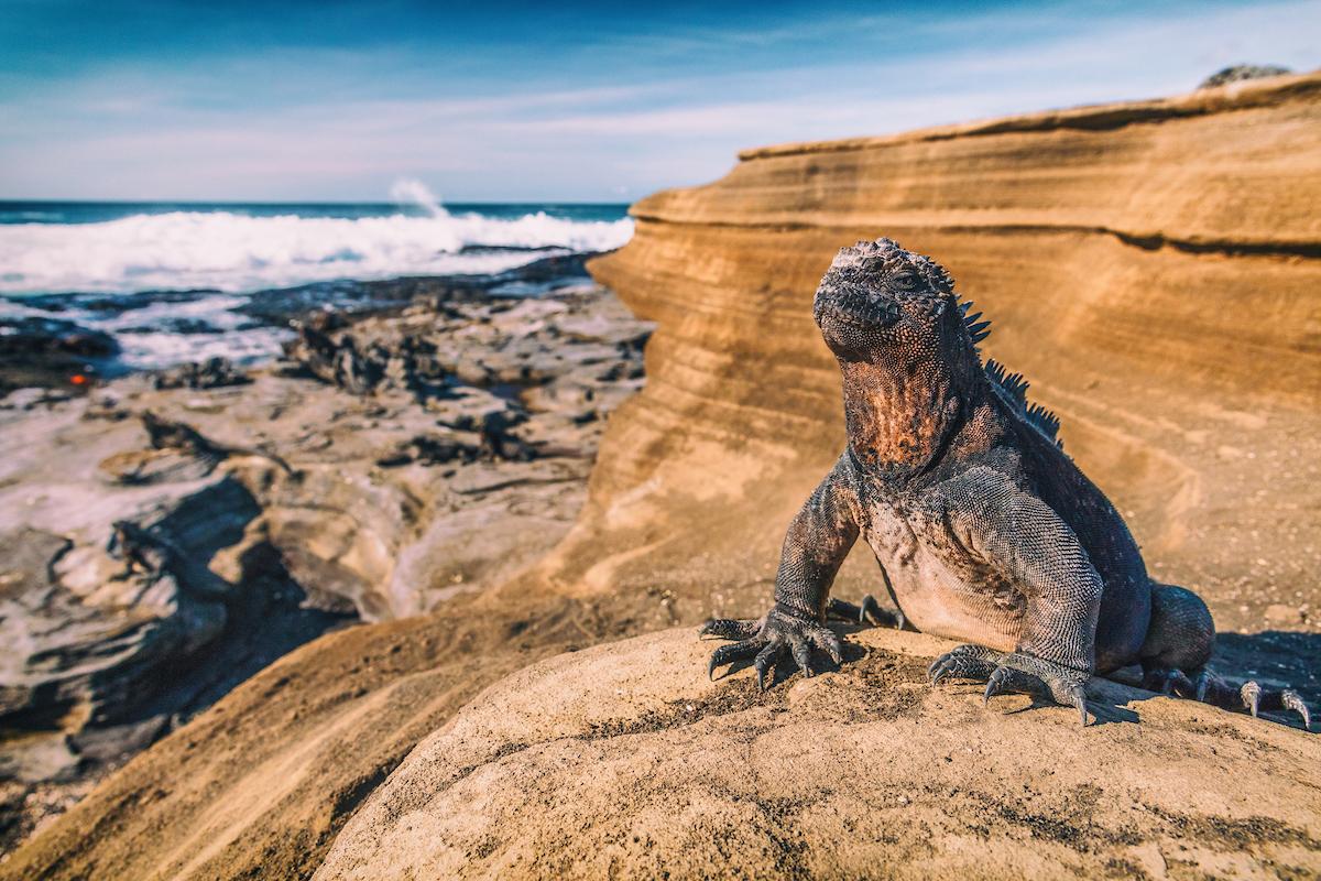 Marine iguanas are one of the many endemic species found in the Galapagos Islands/Shutterstock