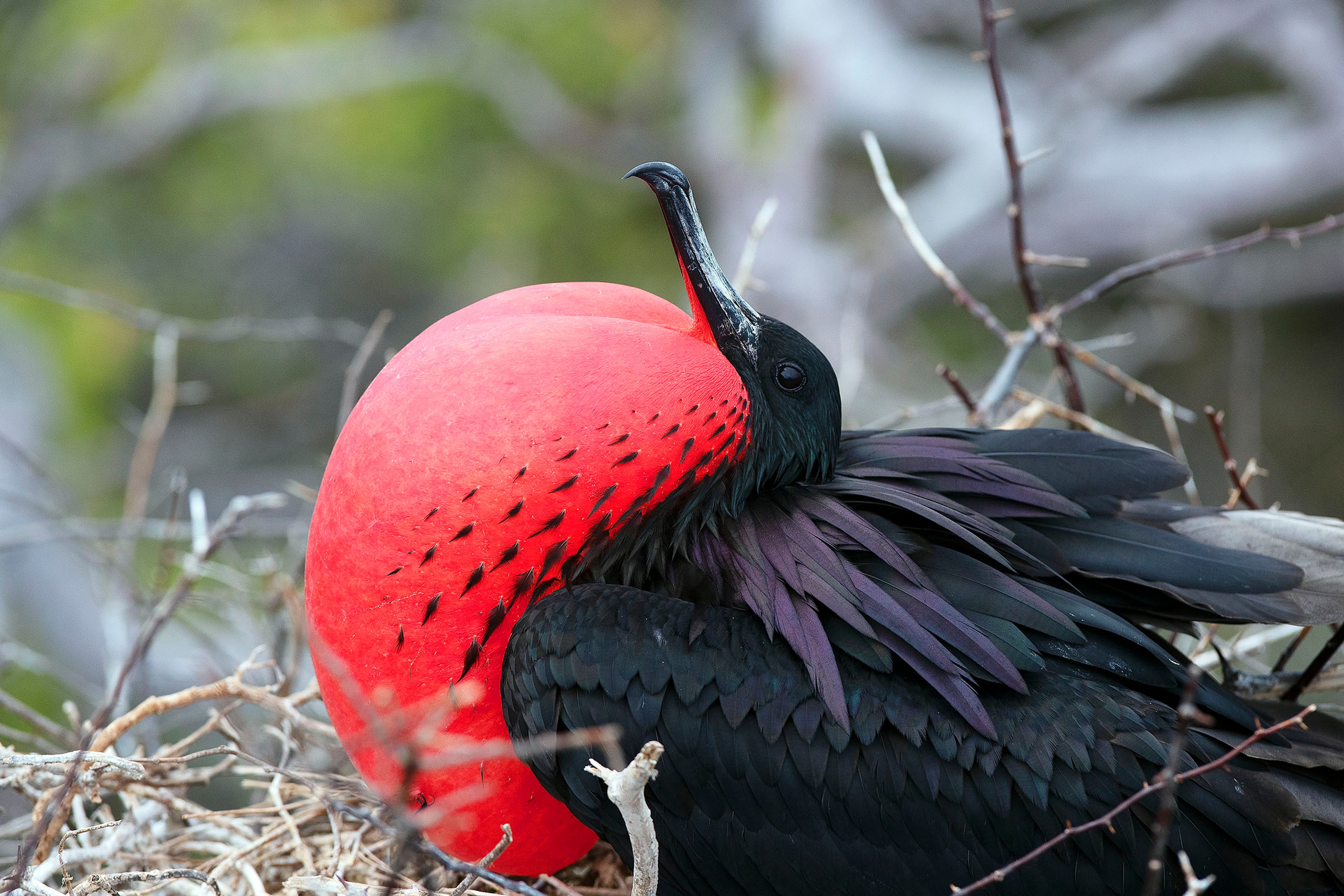 A male Magnificent Frigatebird trying to attract a female./Lucia Griggi