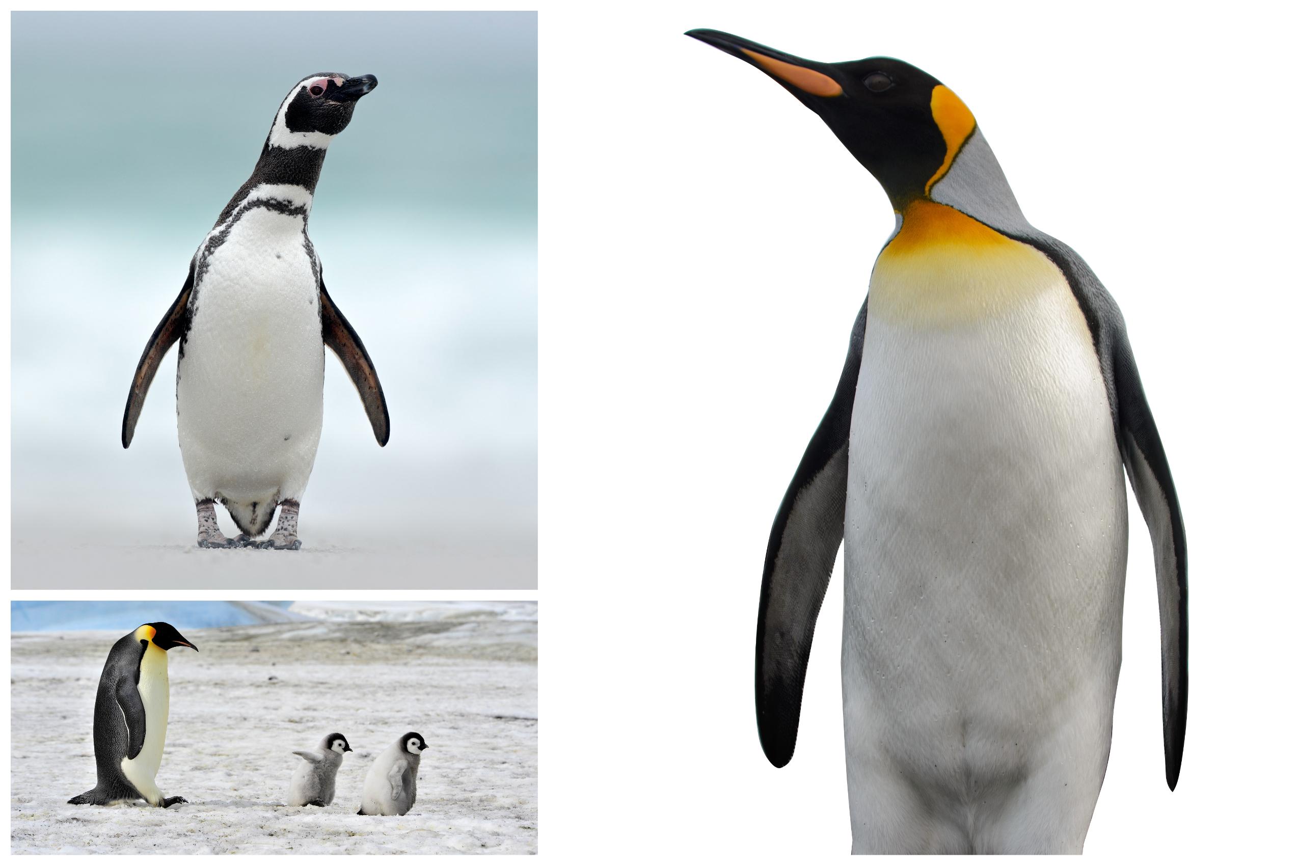 Penguins you are likely to see in Antarctica: Magellanic penguin (top left), the Emperor Penguin (lower left) and the King penguin./Shutterstock