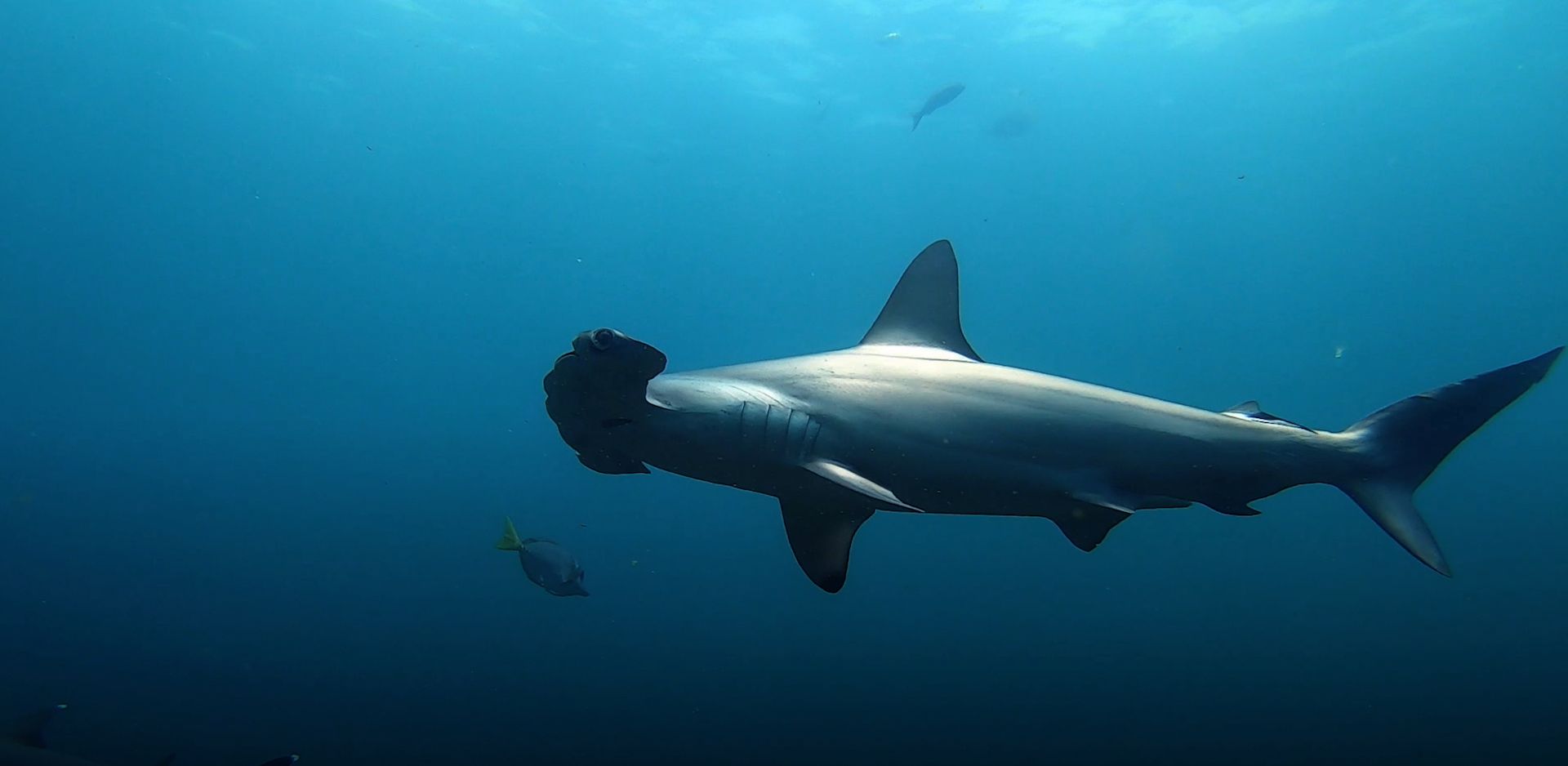 Experiencing the Splendor of Hammerhead Sharks in the Galápagos