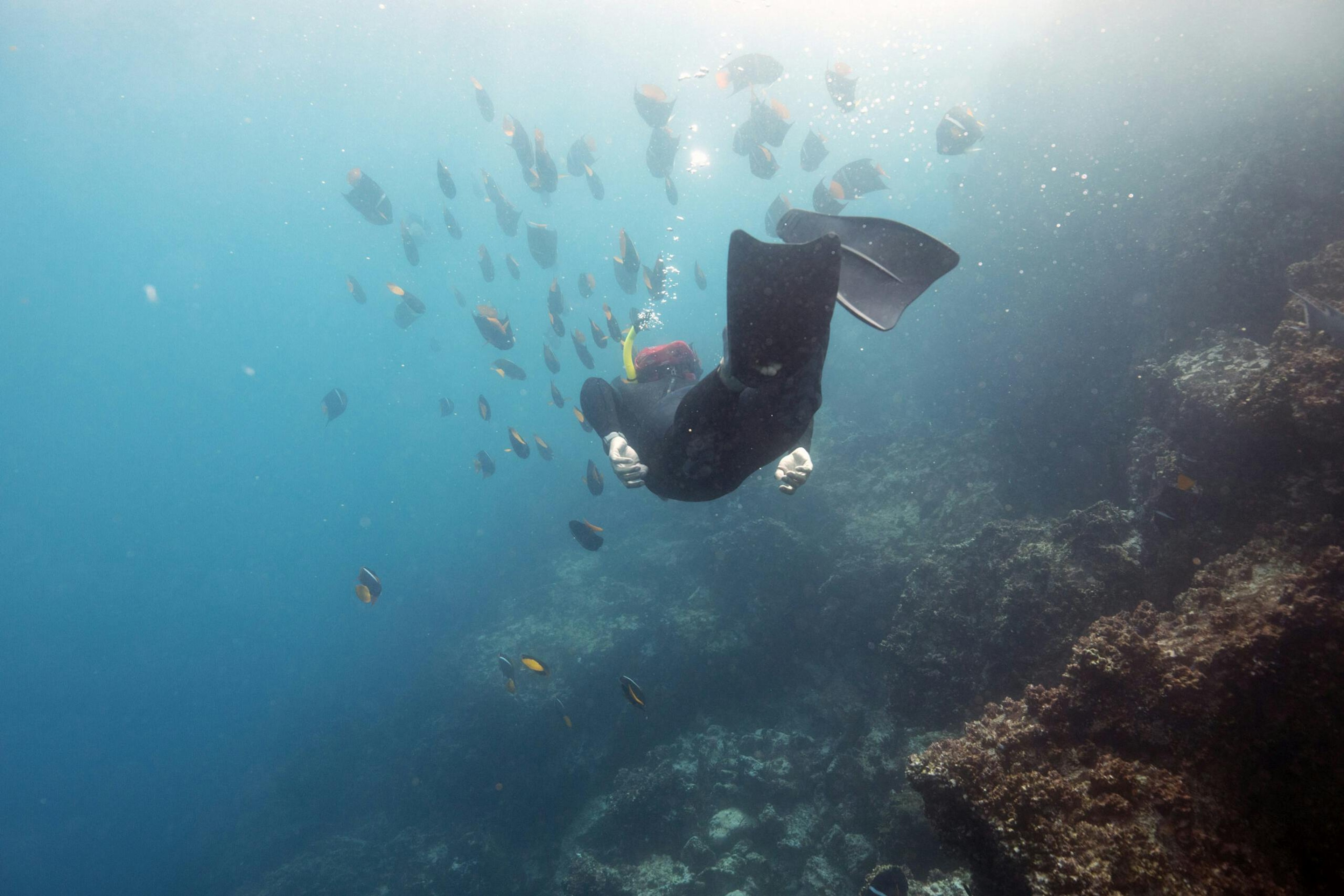 Snorkeling Champion Islet Floreana in the Galápagos. If you're extremely patient and calm and wait for fish to approach you, all of them will come close to you. It's that curiosity that animals have.