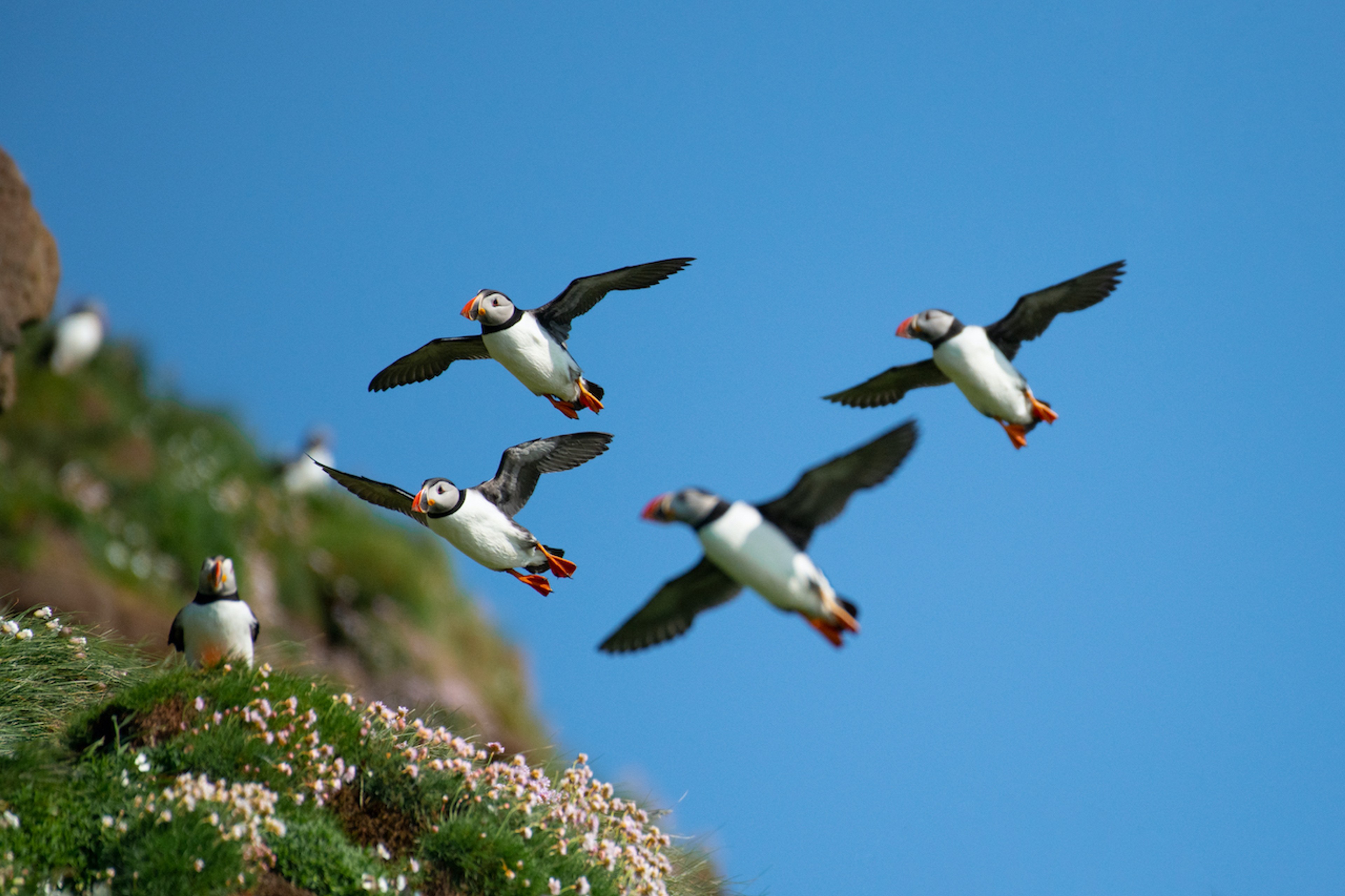 Atlantic Puffins spend most of their time at sea, but return to cliffside colonies to mate./Denis Elterman