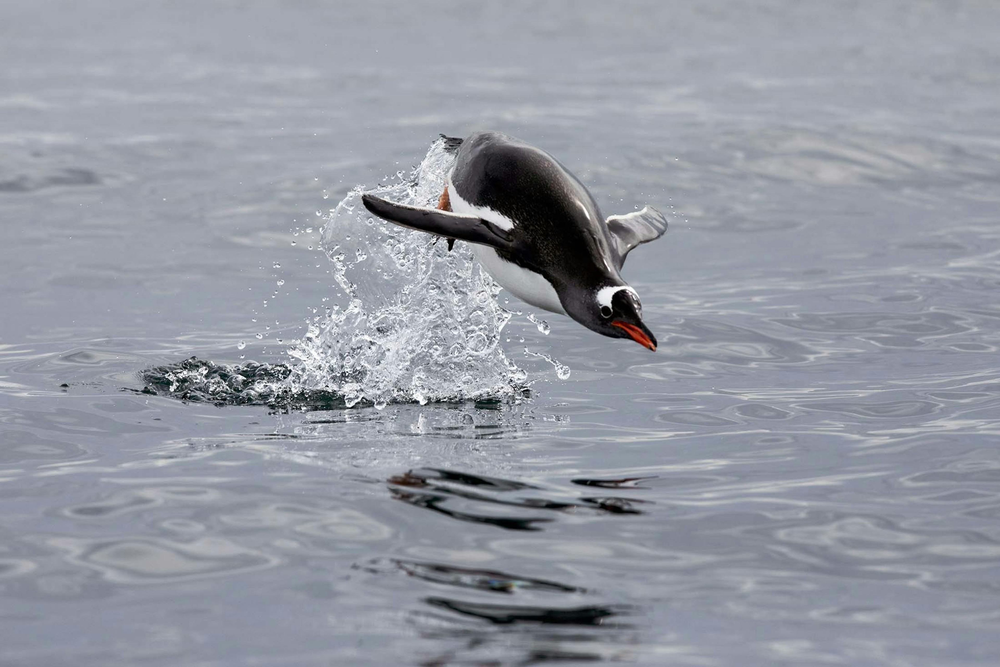 A porpoising Gentoo Penguin in Cierva Cove, Antarctica/Lucia Griggi