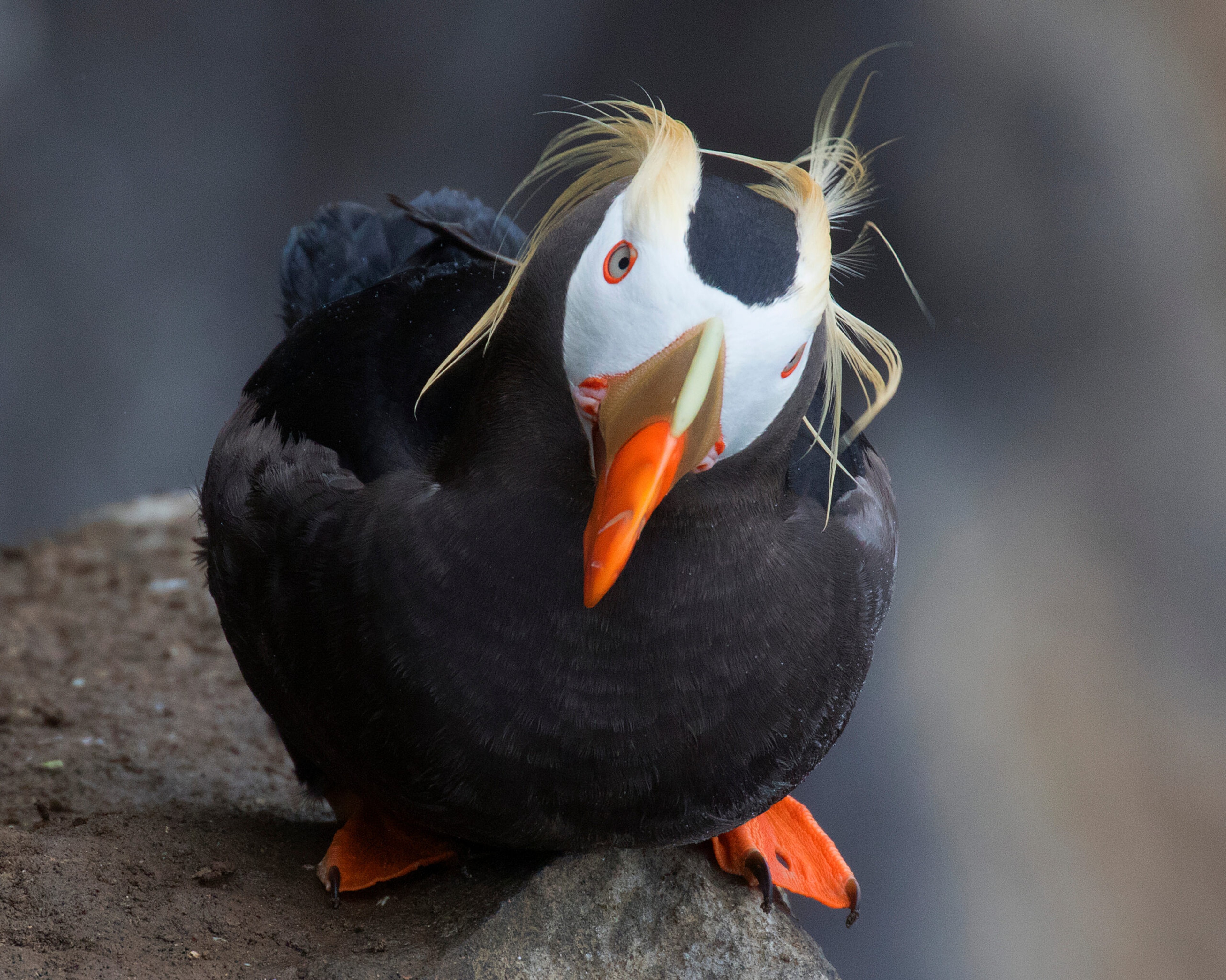 Add the tufted puffin to your list of wildlife to spot in Alaska./Shutterstock