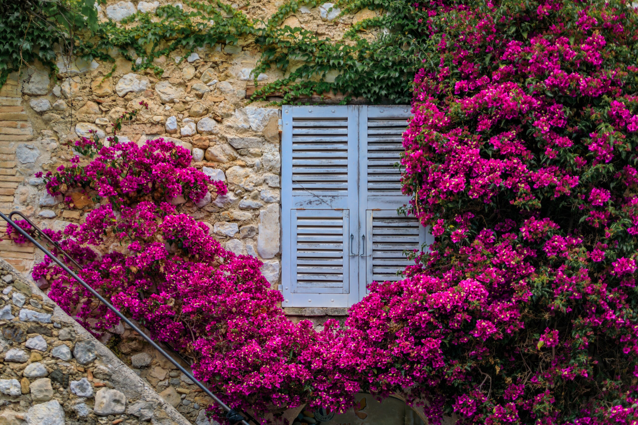 Blooming bougainvillea flower vines frames an old stone house window Saint-Paul de Vence./Getty Images