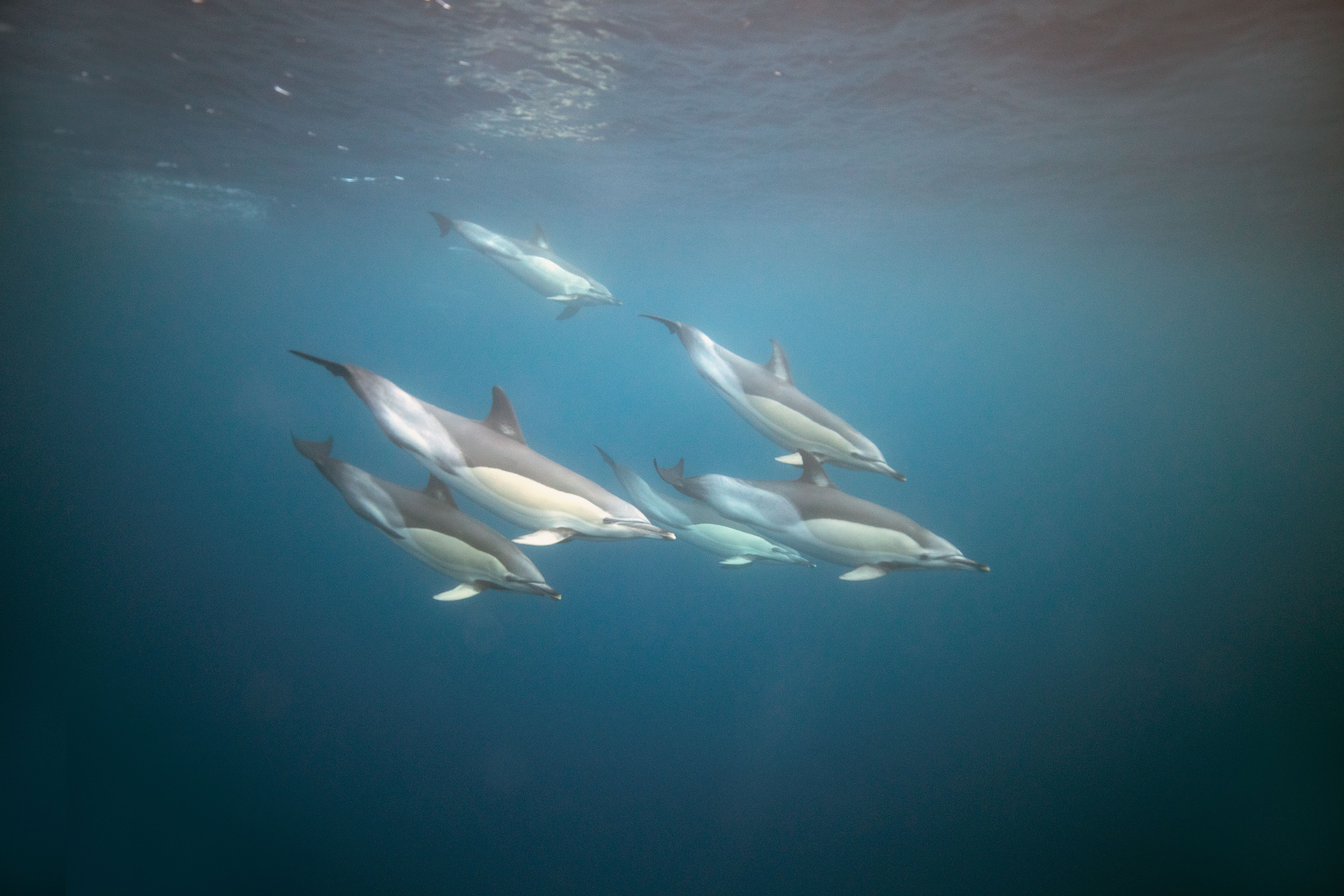 Go Swimming with Wild Dolphins in the Azores