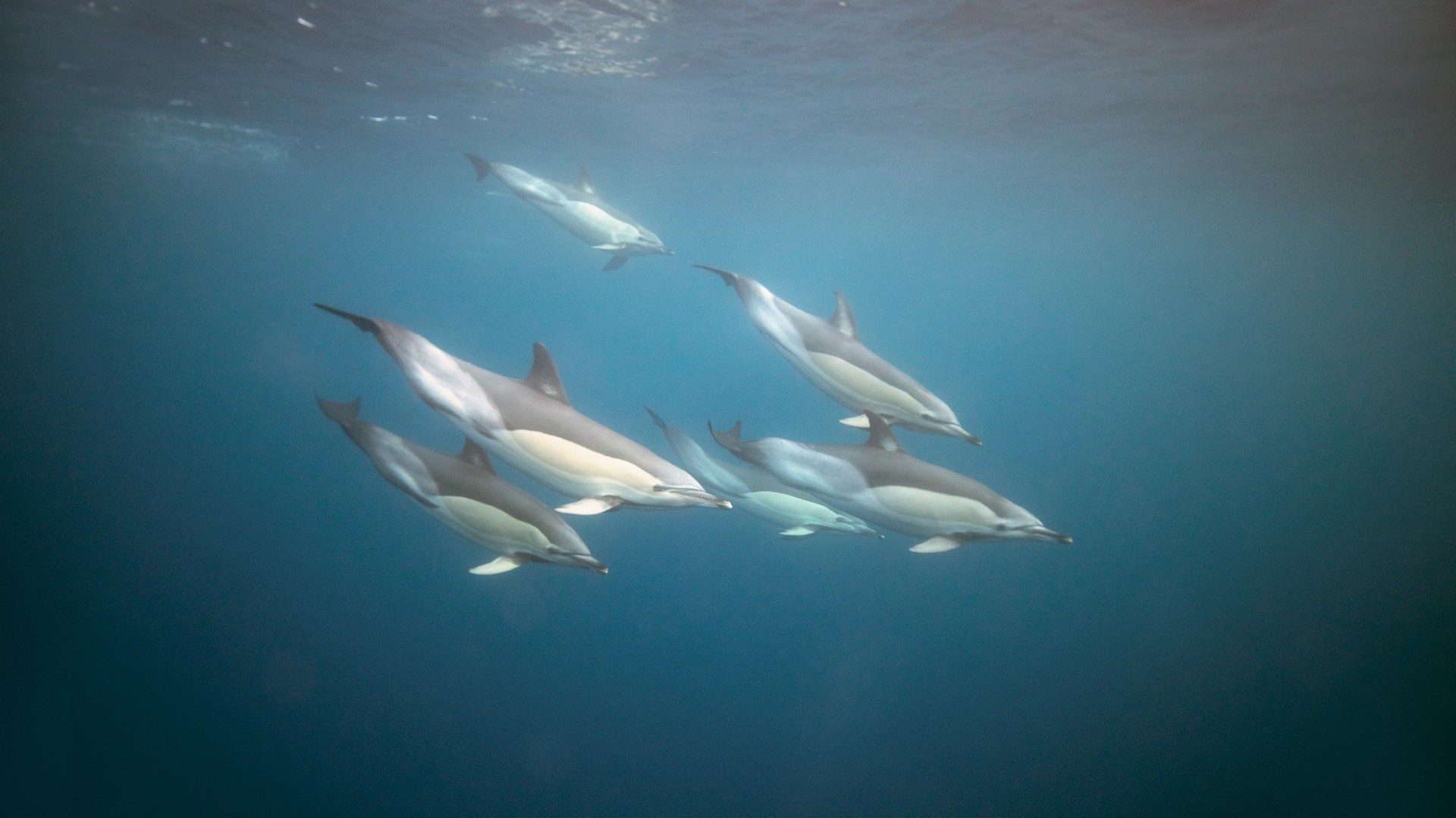Go Swimming with Wild Dolphins in the Azores