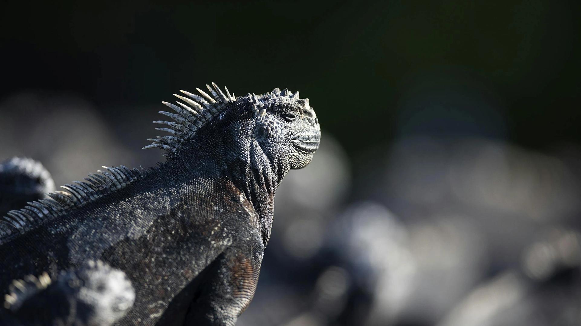 Far from Clumsy Lizards: Five Fascinating Marine Iguana Facts