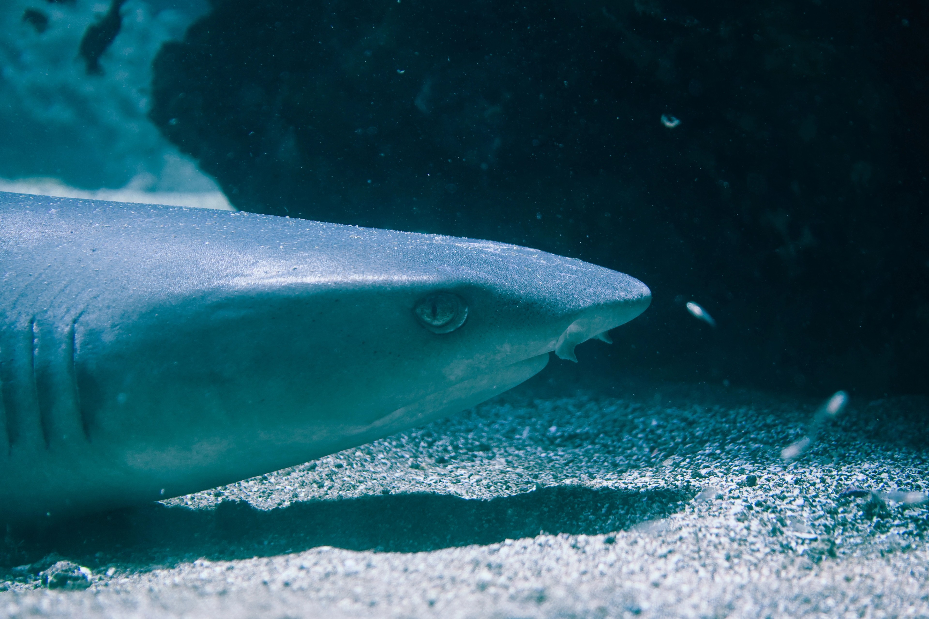 A whitetip reef shark, as seen off Bartolomé Island./David Padilla