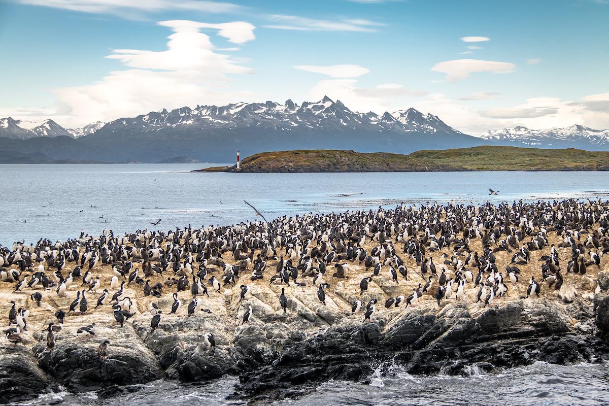 Cormorants on the Beagle Channel, Ushuaia, Argentina/Shutterstock
