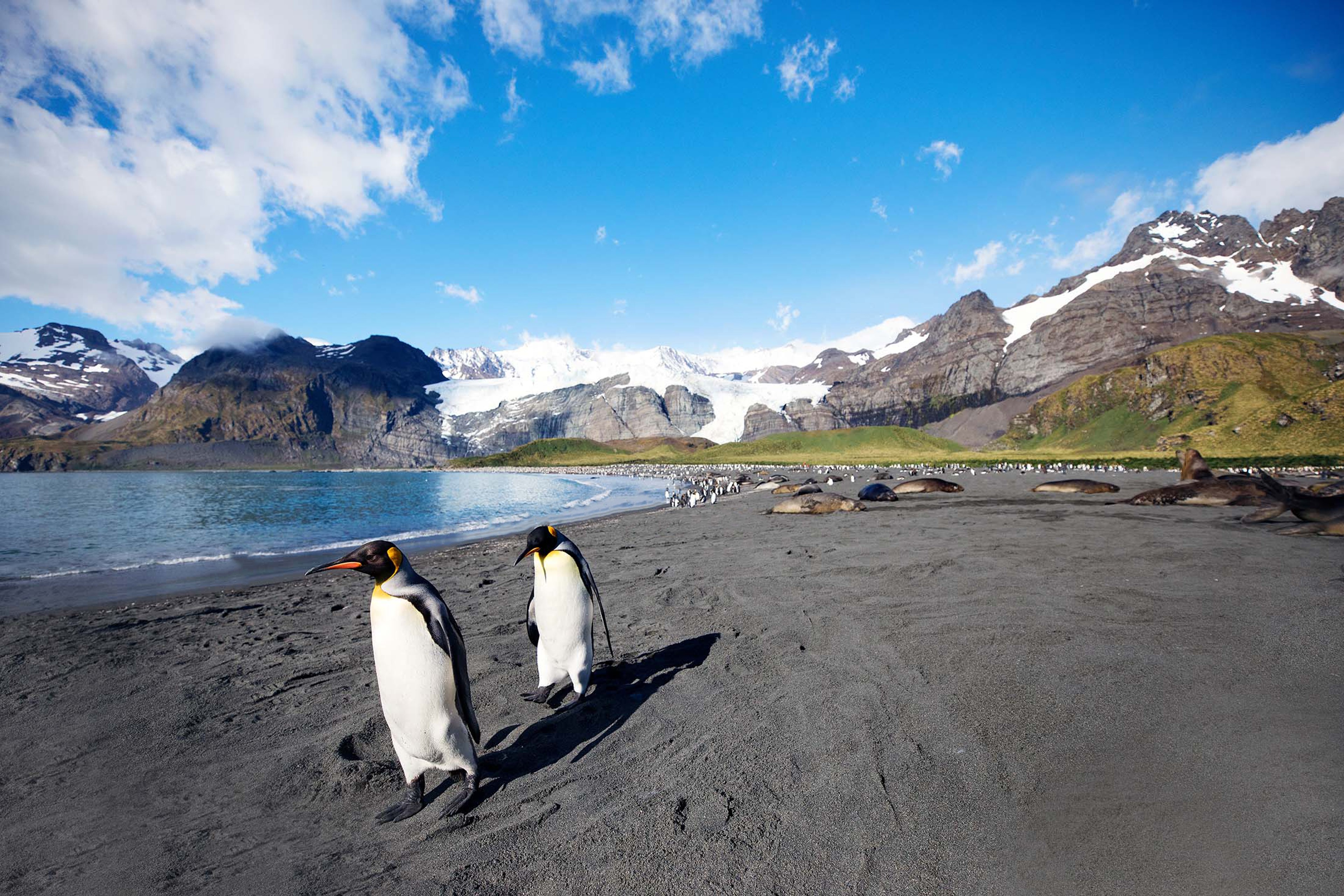 Two King penguins enjoy the sunshine on Gold Harbor, South Georgia./Lucia Griggi for Silversea