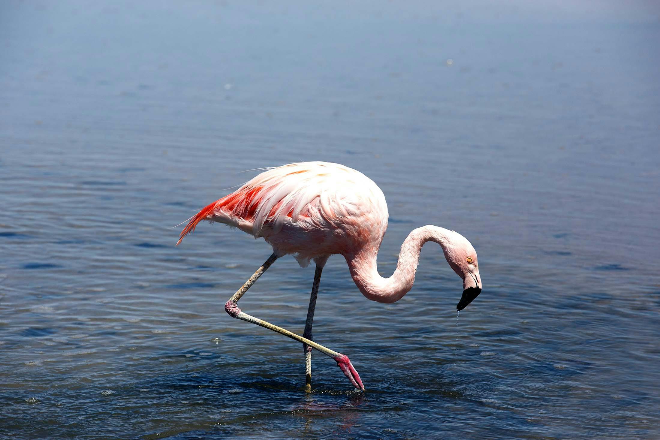 The Chilean Flamingo: Chile’s Resilient Atacama Desert Pink Flamingos