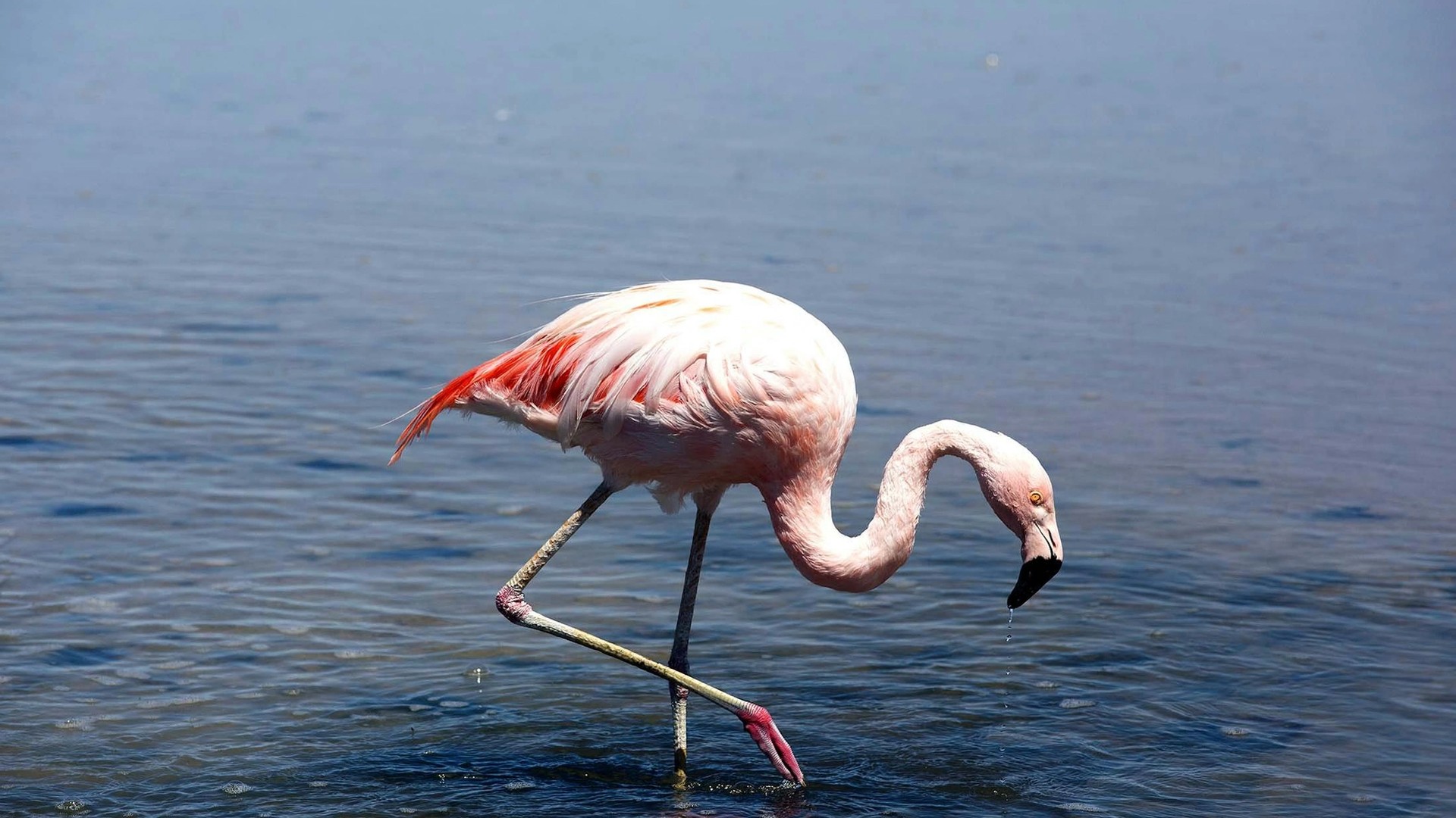The Chilean Flamingo: Chile’s Resilient Atacama Desert Pink Flamingos