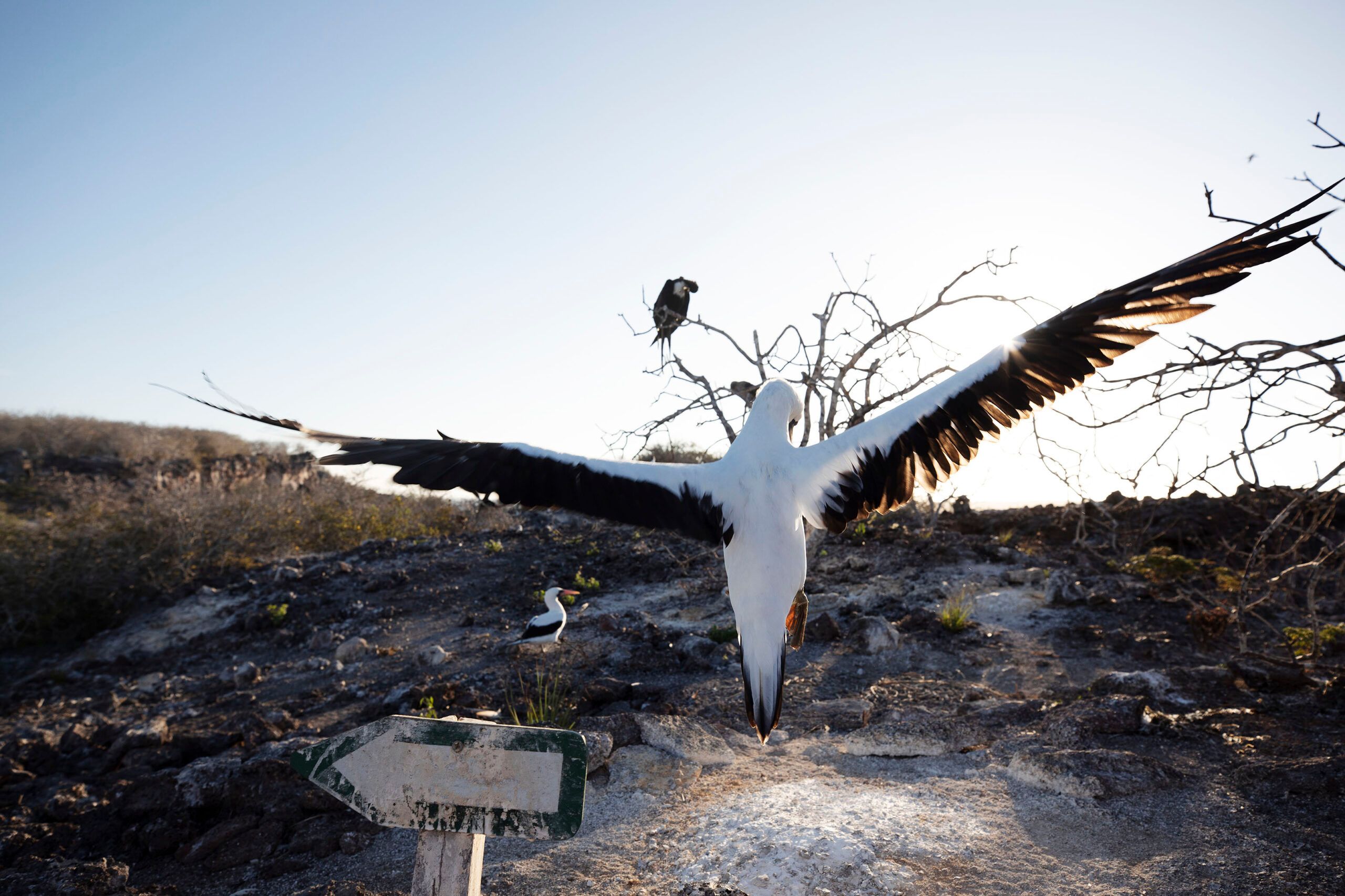 From Blue-Footed Boobies to Mockingbirds: 10 Must-See Birds in the Galápagos