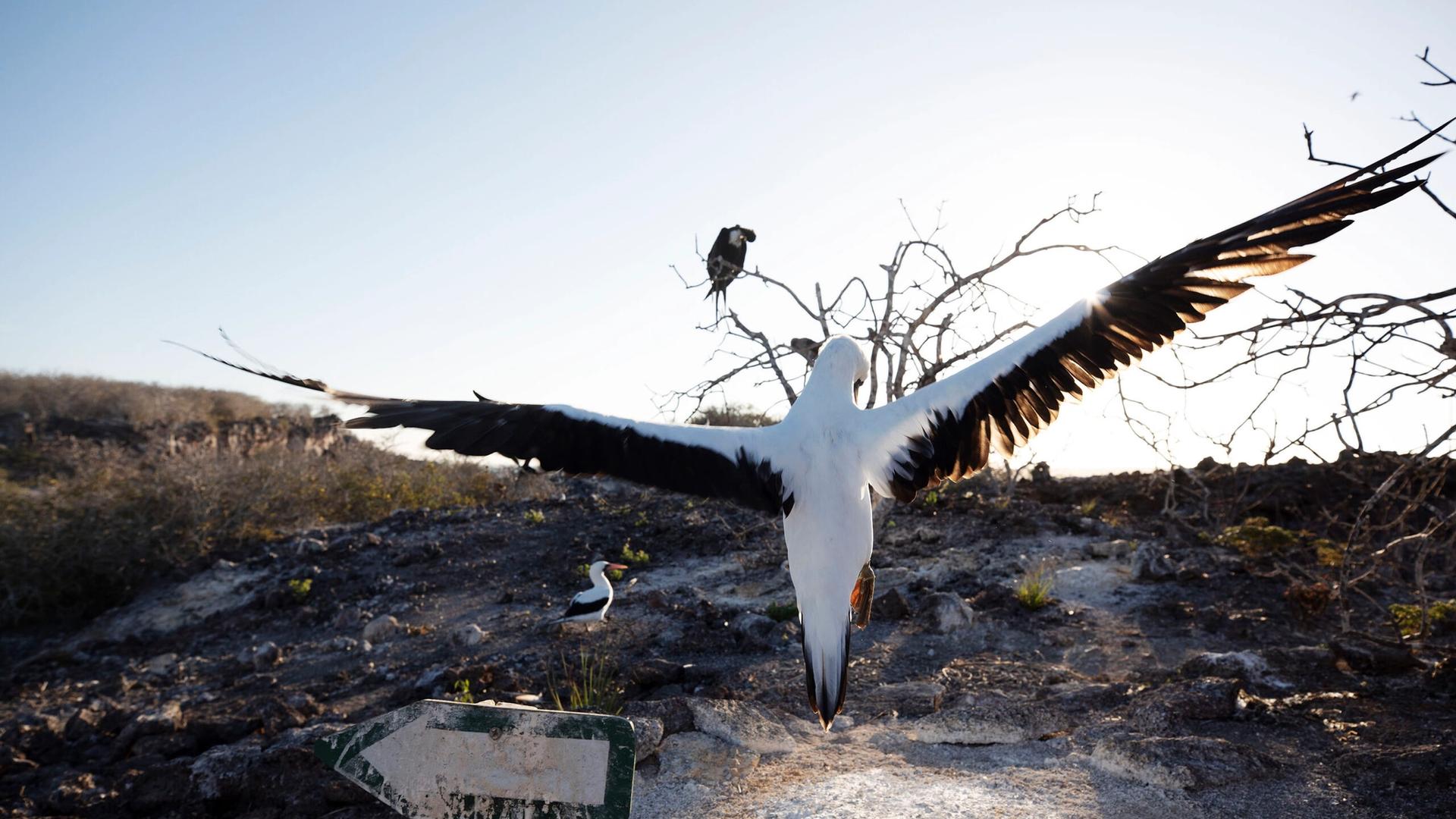 From Blue-Footed Boobies to Mockingbirds: 10 Must-See Birds in the Galápagos