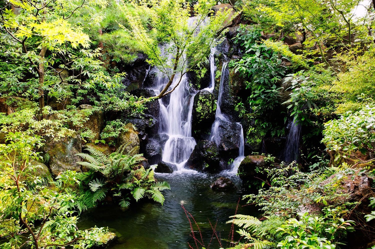 A traditional Japanese garden in Sakaiminato, Japan—the perfect habitat for dragonflies./Brad Siviour