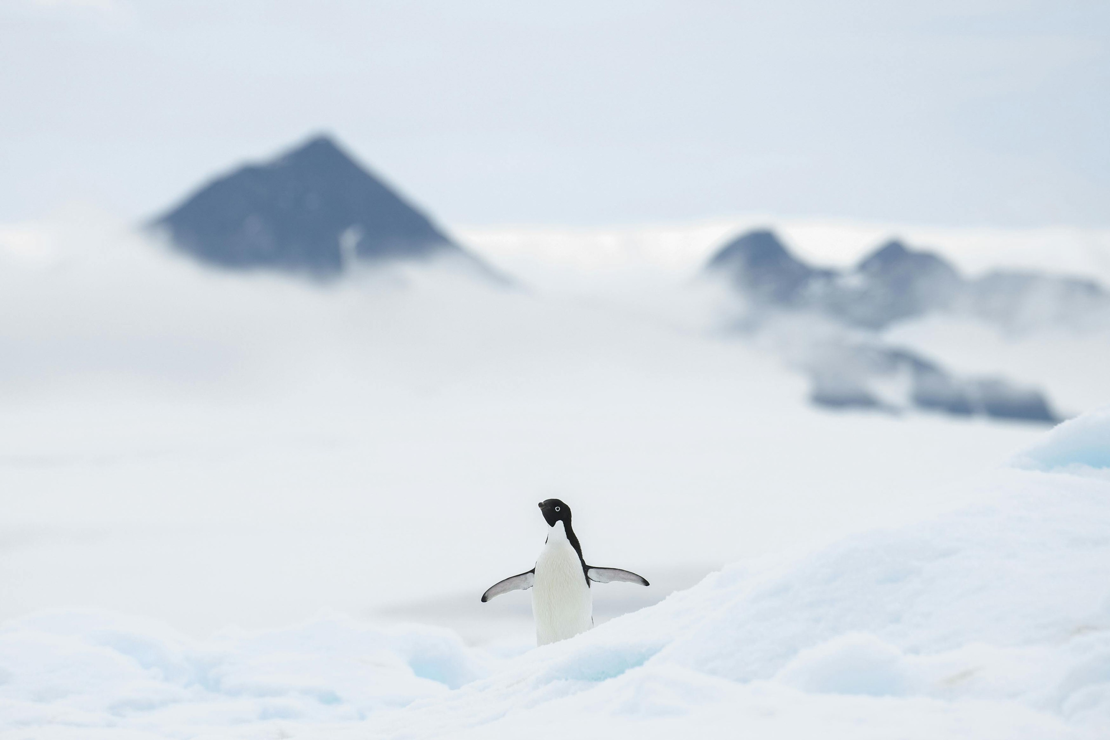 Adelie penguin in Antarctica/Silversea