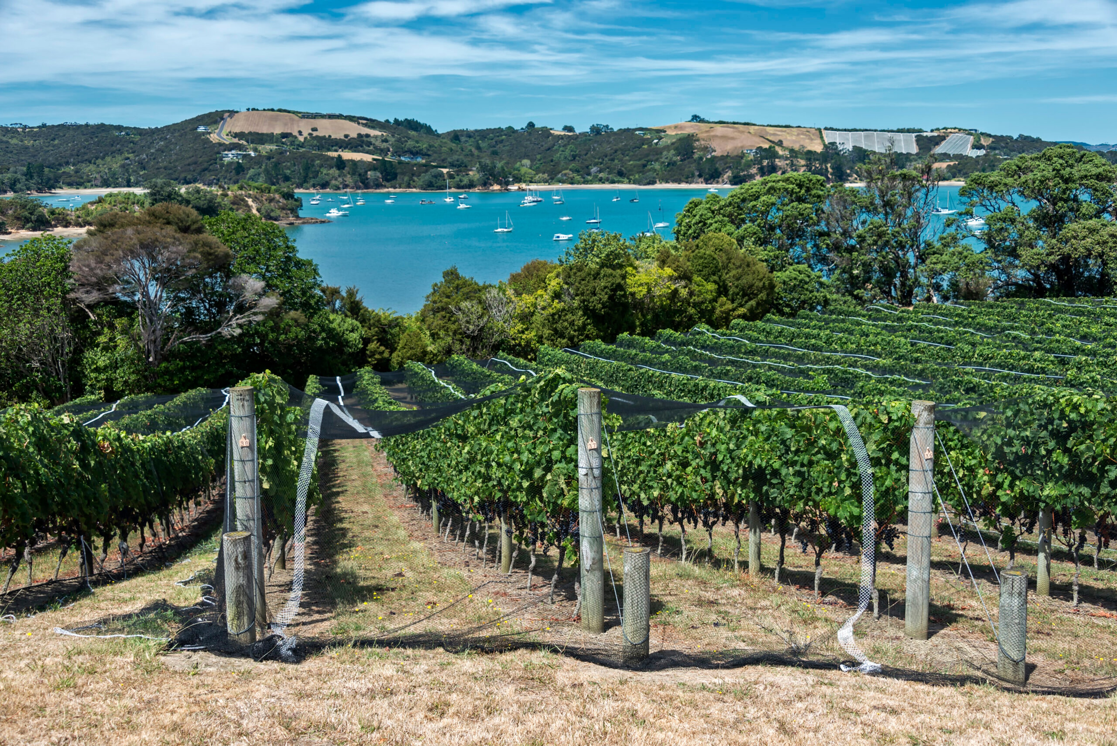 Waiheke Island vineyard and winery. The netting protects the vines from birds who eat the grapes./Getty Images