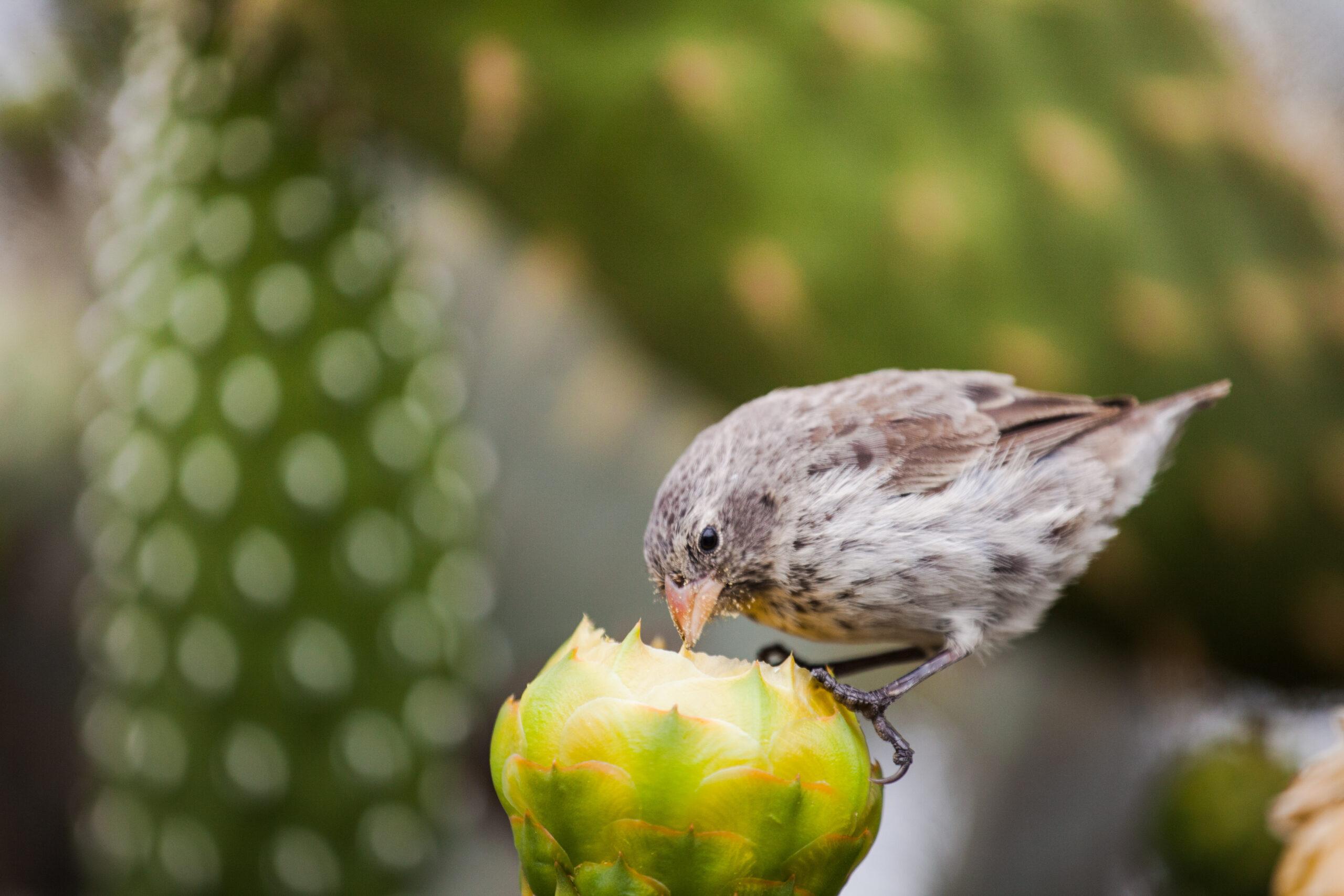 Darwin's Finch eating on a cactus flower, San Cristóbal Island, Galápagos Islands National Park/Getty Images