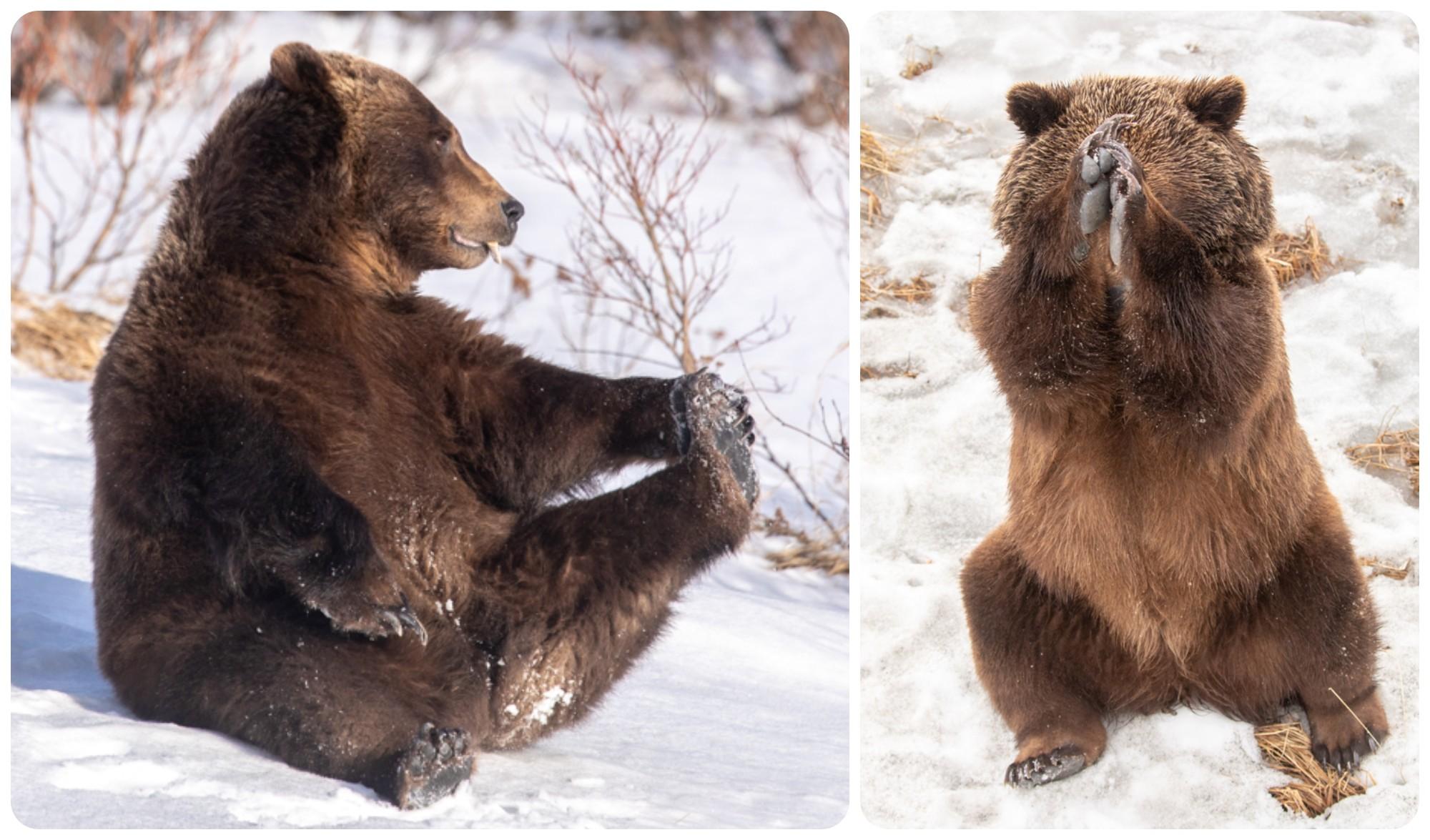 Hugo at the Wildlife center also is a bit of a clown./Photo by Doug Lindstrand for AWCC