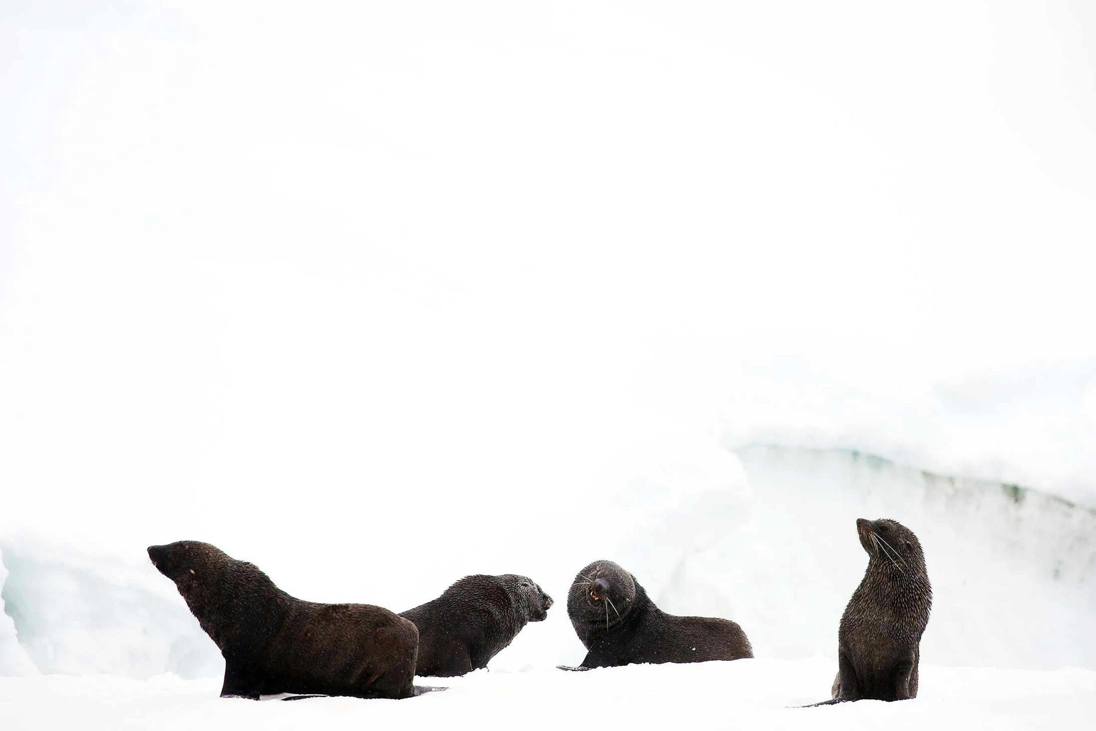 Fur seals, Portal Point, Antarctica./Denis Elterman