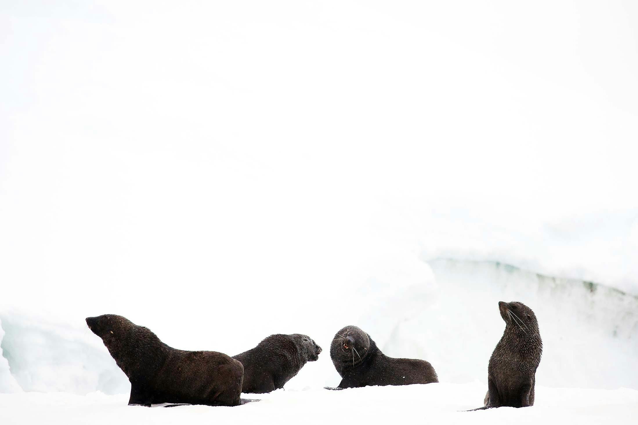 Fur seals, Portal Point, Antarctica./Denis Elterman