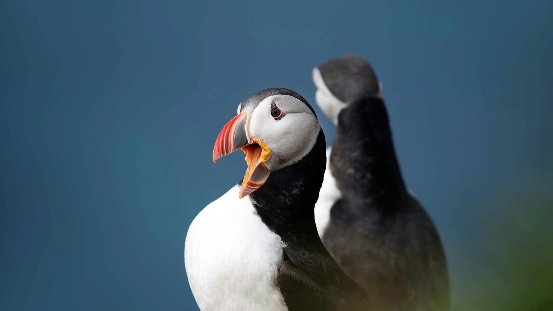 Lovable Puffins: A Spotter’s Guide