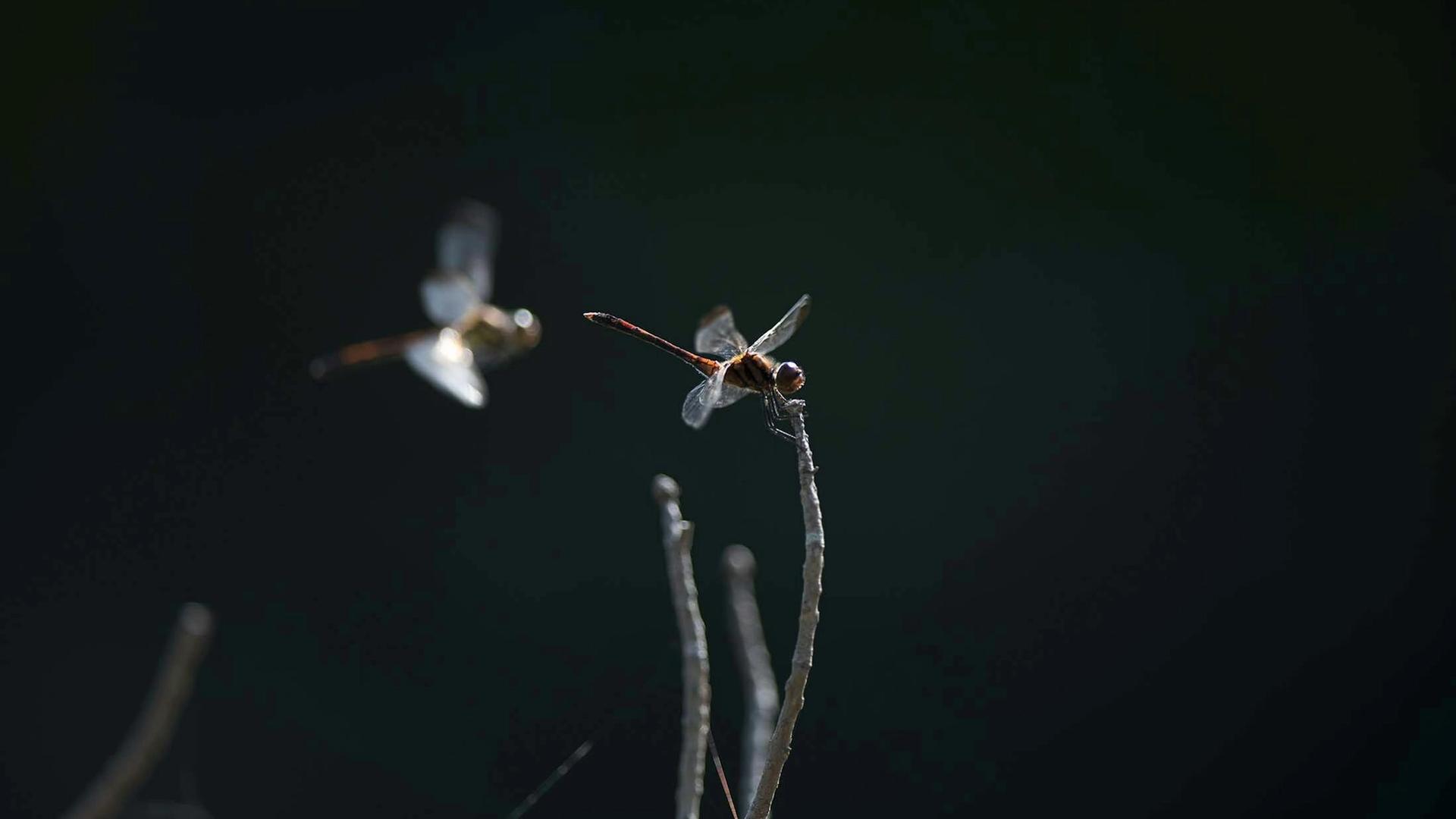 What Does a Dragonfly Symbolize in Japanese Culture?