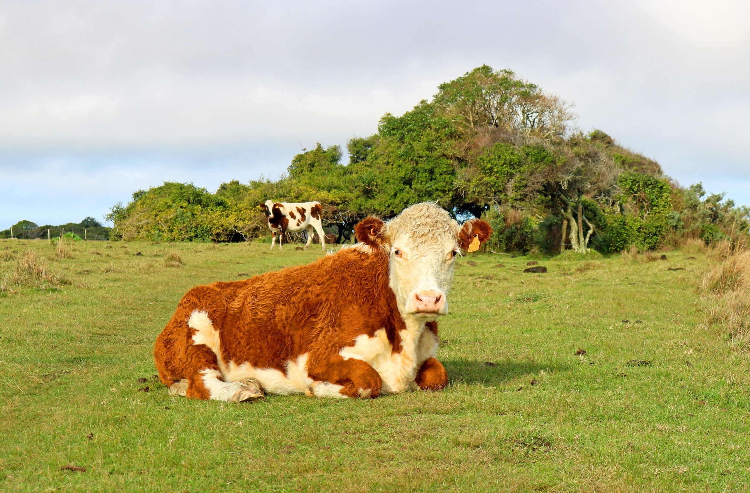 A Hereford breed brown and white cow sitting in the pasture. Beef production in the countryside of Uruguay.