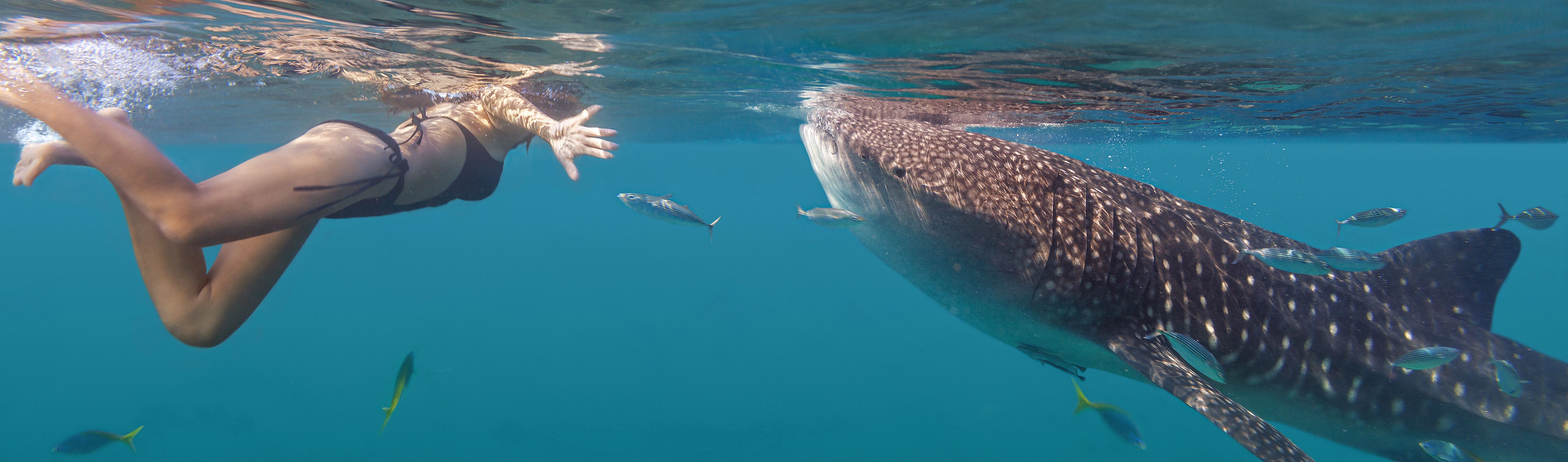 How to Get Beneath the Surface to Meet Sea Creatures – and Why It Matters