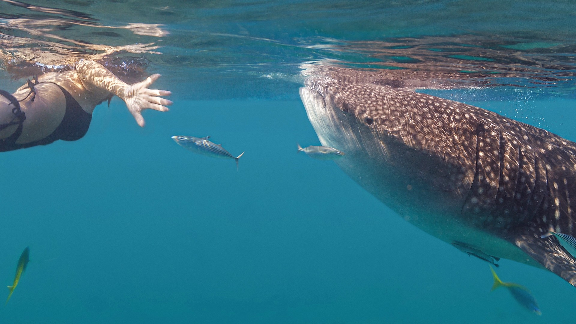 How to Get Beneath the Surface to Meet Sea Creatures – and Why It Matters