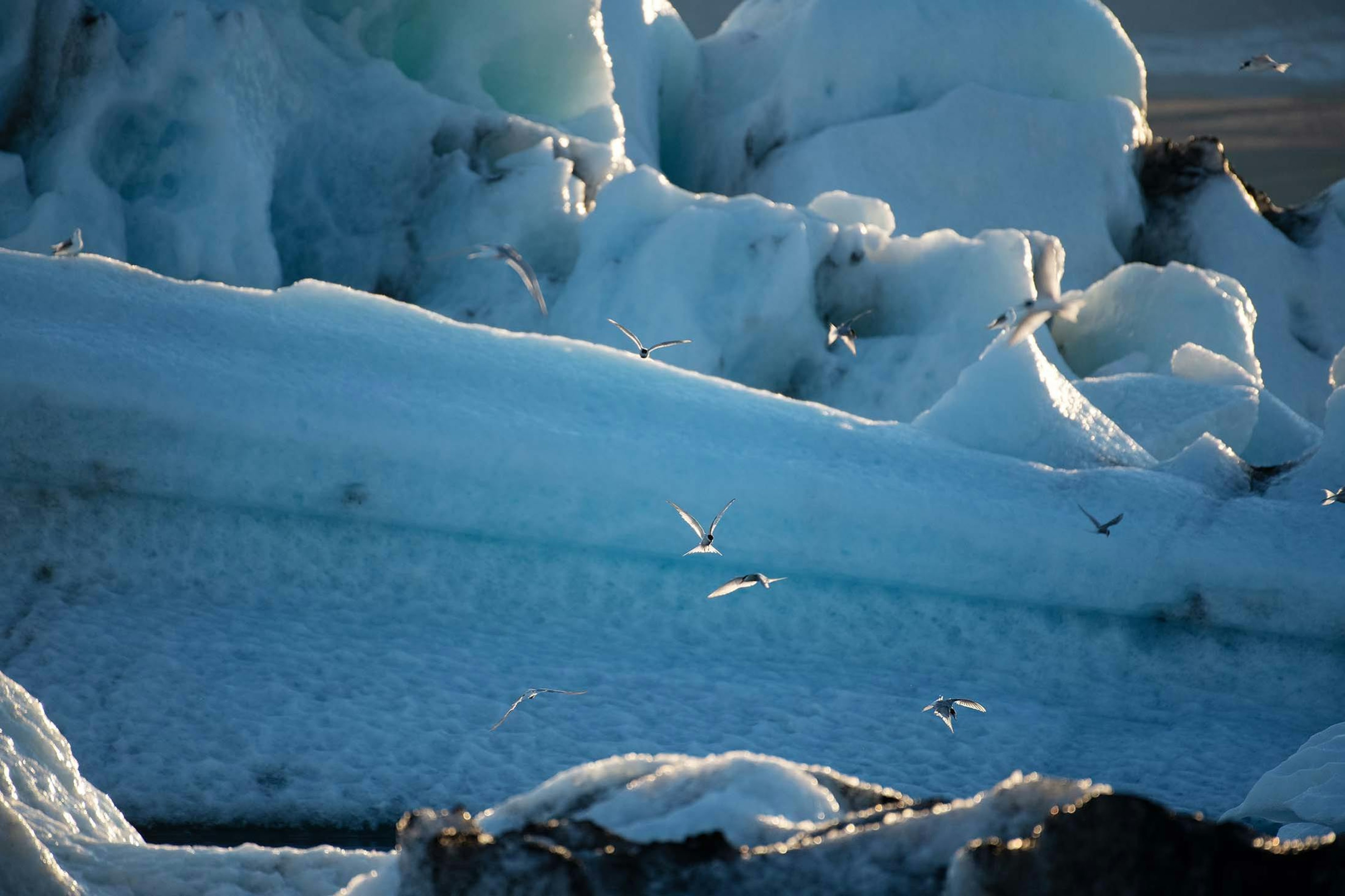 Arctic Terns dive-bombing for fish in Iceland/Lucia Griggi