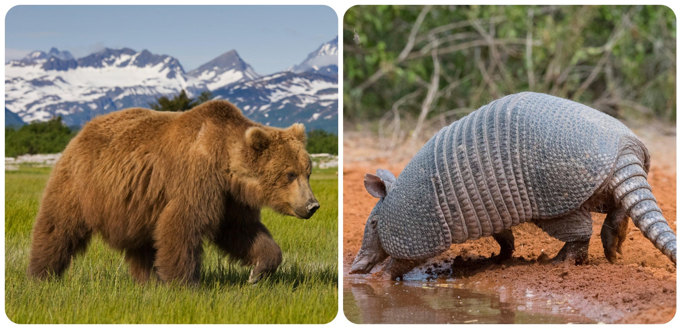 In Alaska, the grizzly is iconic. In Texas? It's the armadillo./Getty Images by Paul Souders (left) and Elizabeth W. Kearley