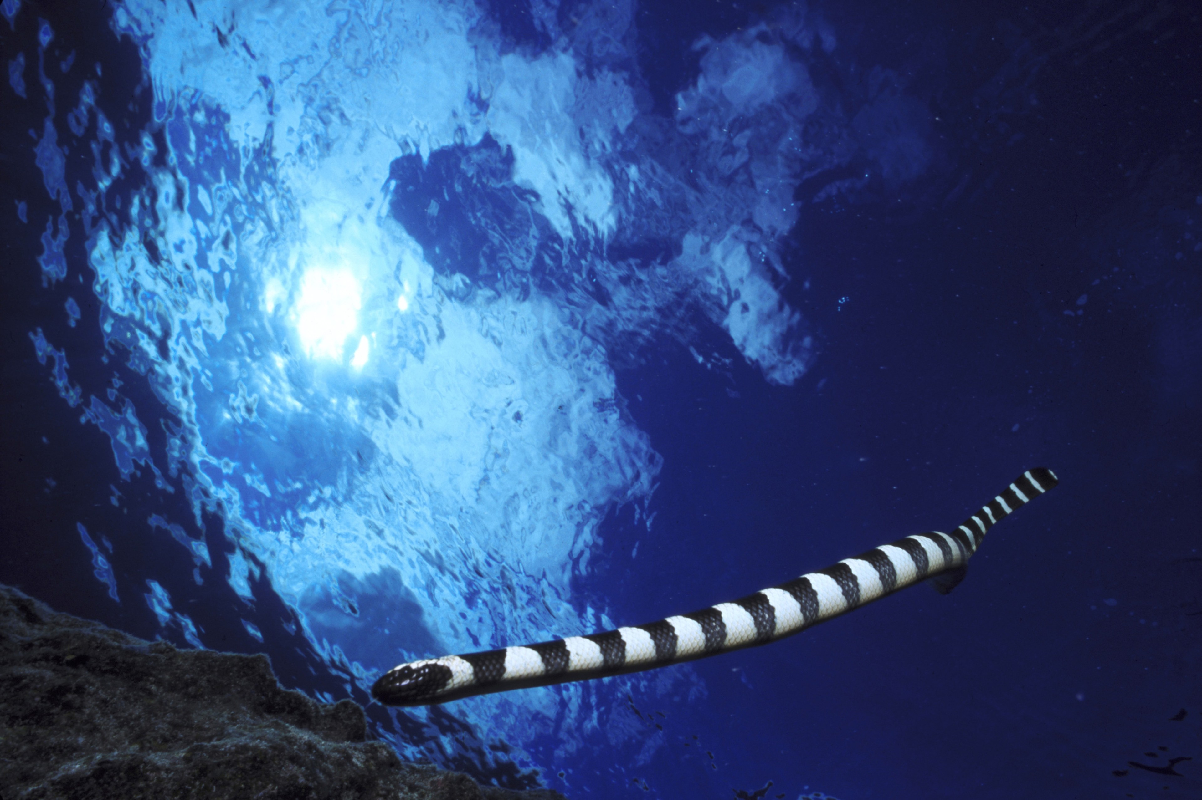 Sea snakes kept us company as we snorkled off the Pacific island of Niue, says Cemra Birand./Getty Images