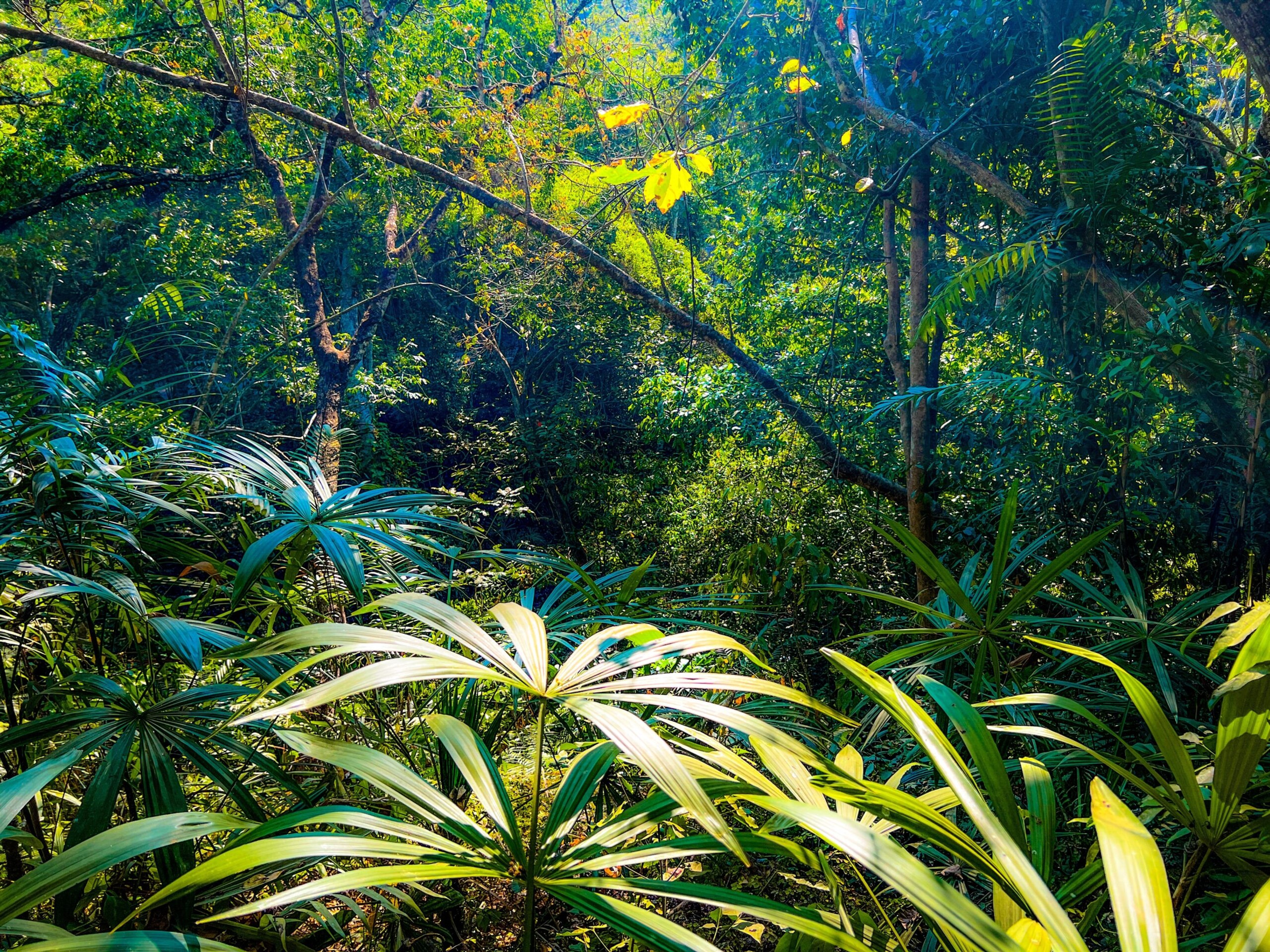 Vallarta Botanical Gardens also works to preserve natural species, both animal and plant./Shutterstock