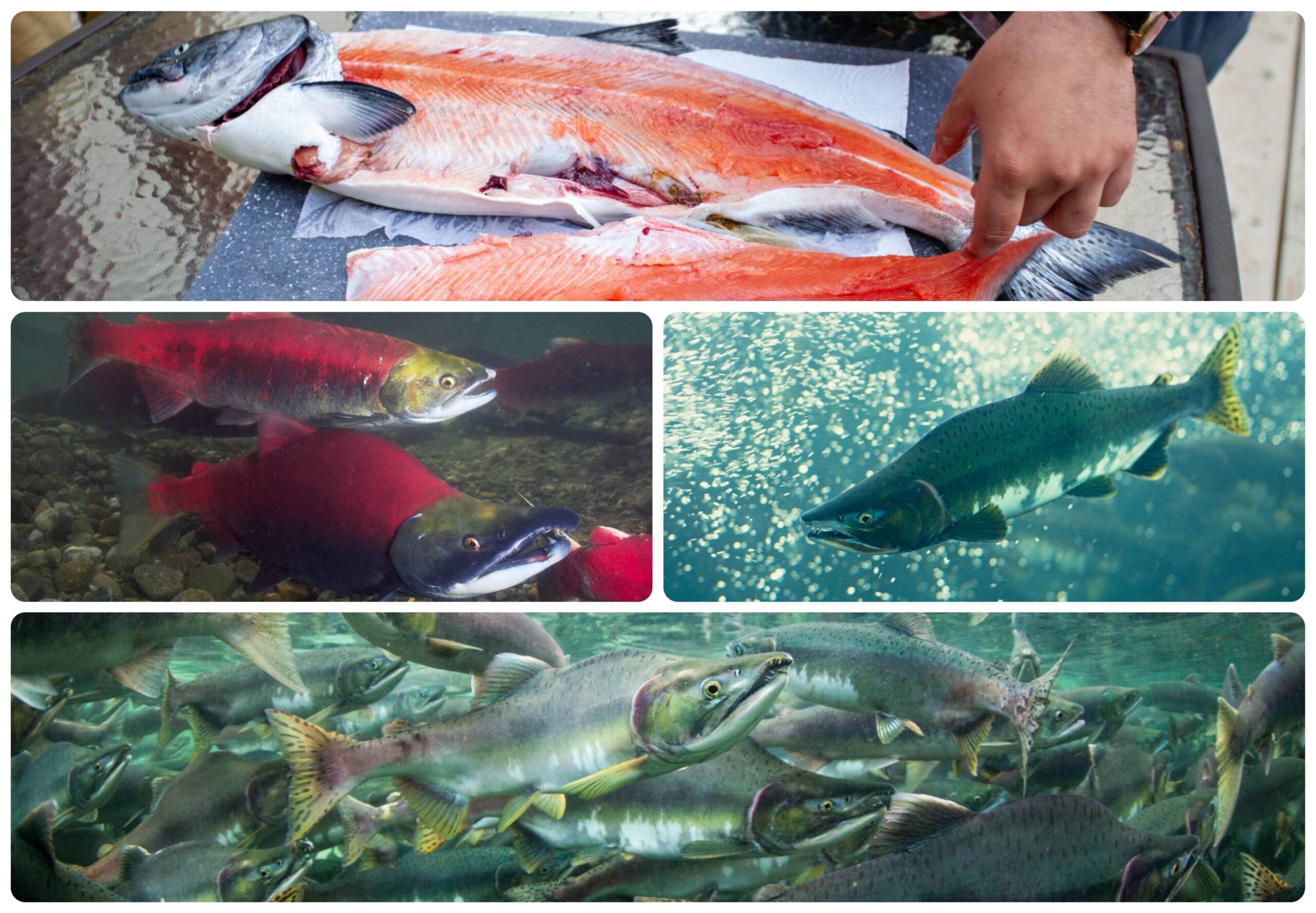 Types of salmon clockwise from top: King salmon being fileted; chum salmon; pink salmon; and sockeye salmon/Getty Images