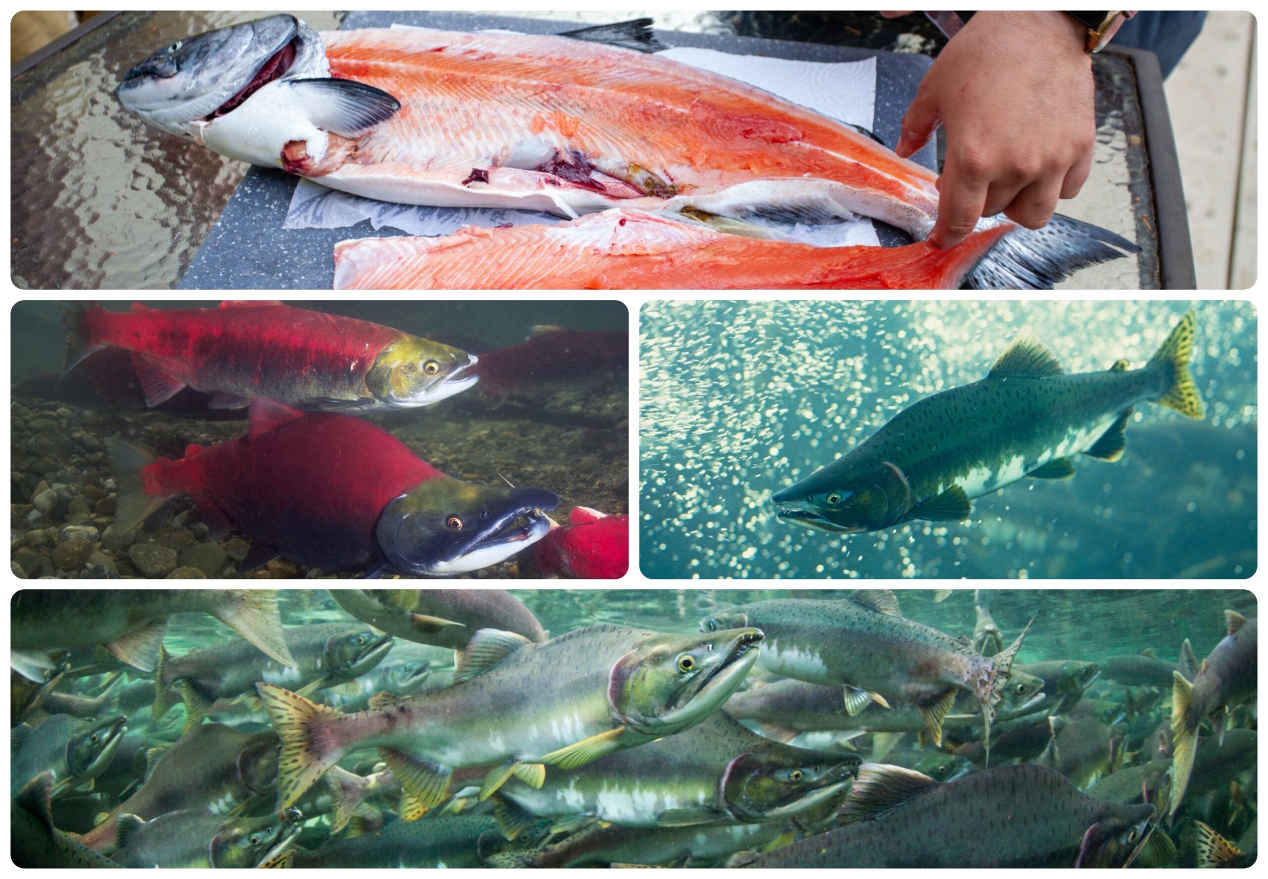 Types of salmon clockwise from top: King salmon being fileted; chum salmon; pink salmon; and sockeye salmon/Getty Images