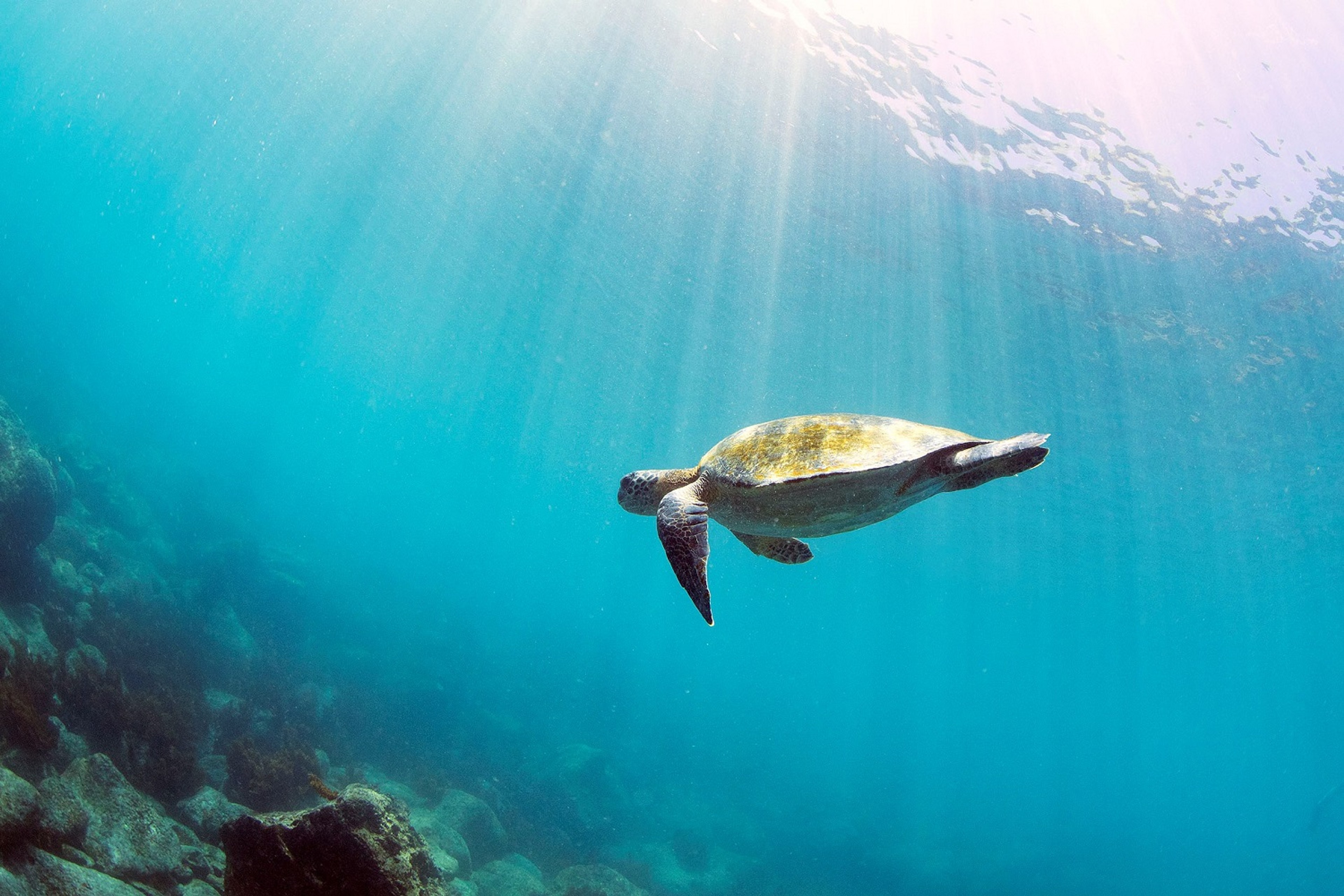 A Pacific green sea turtle swims in the waters of the Galapagos Archipelago/Lucia Griggi