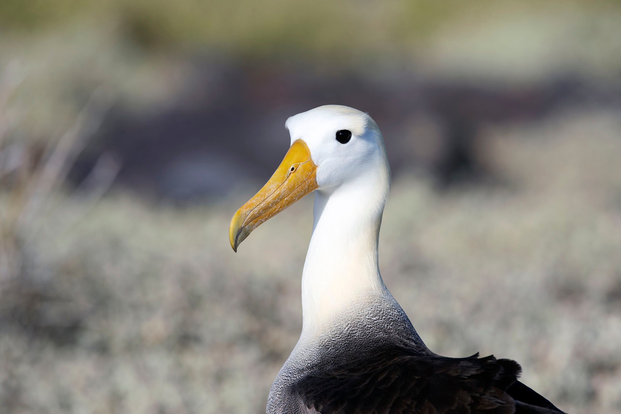 Nesting mainly on the Galapagos, the Waved Albatross is the only tropical albatross./Lucia Griggi