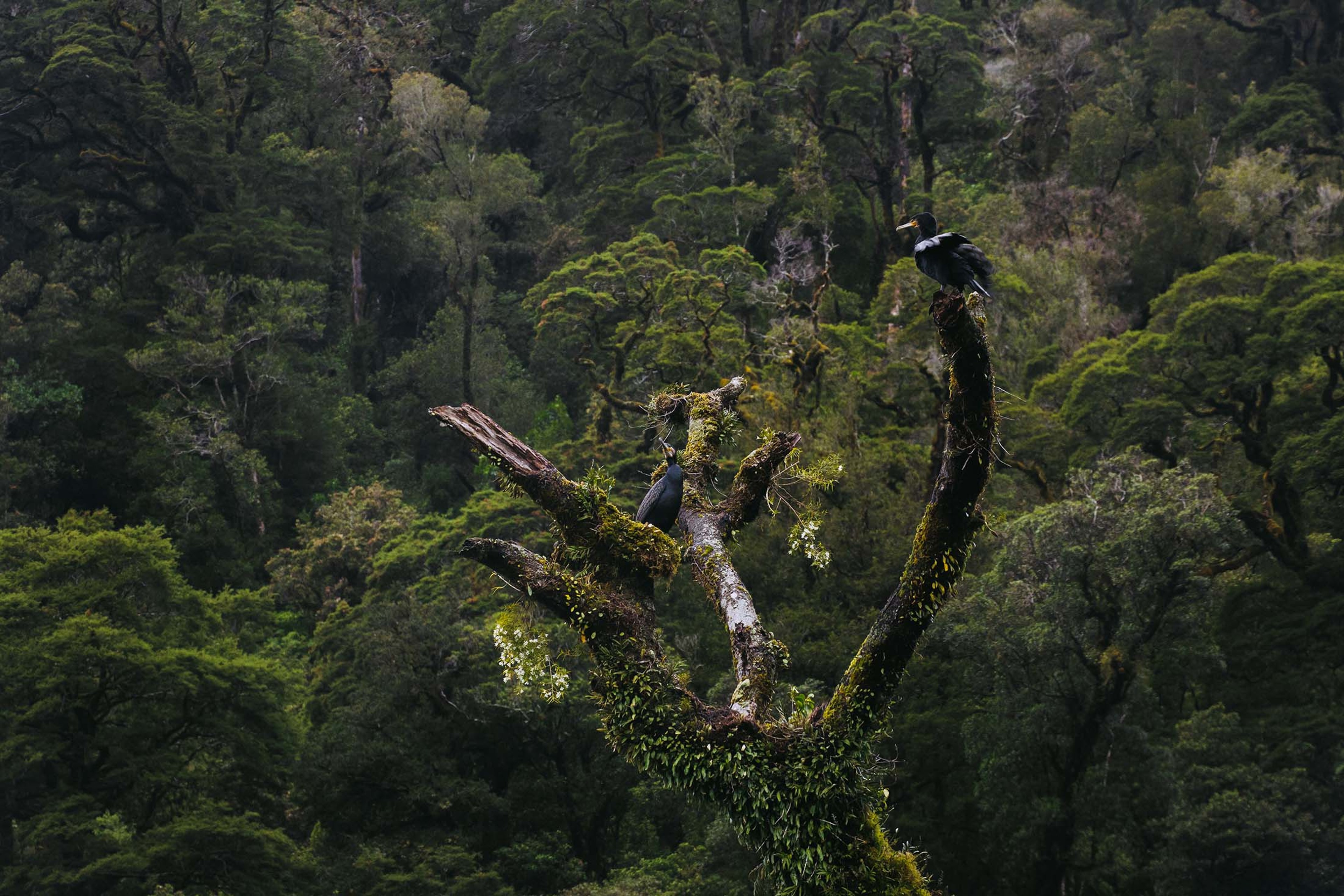 Nature of NewZealand/Denis Elterman