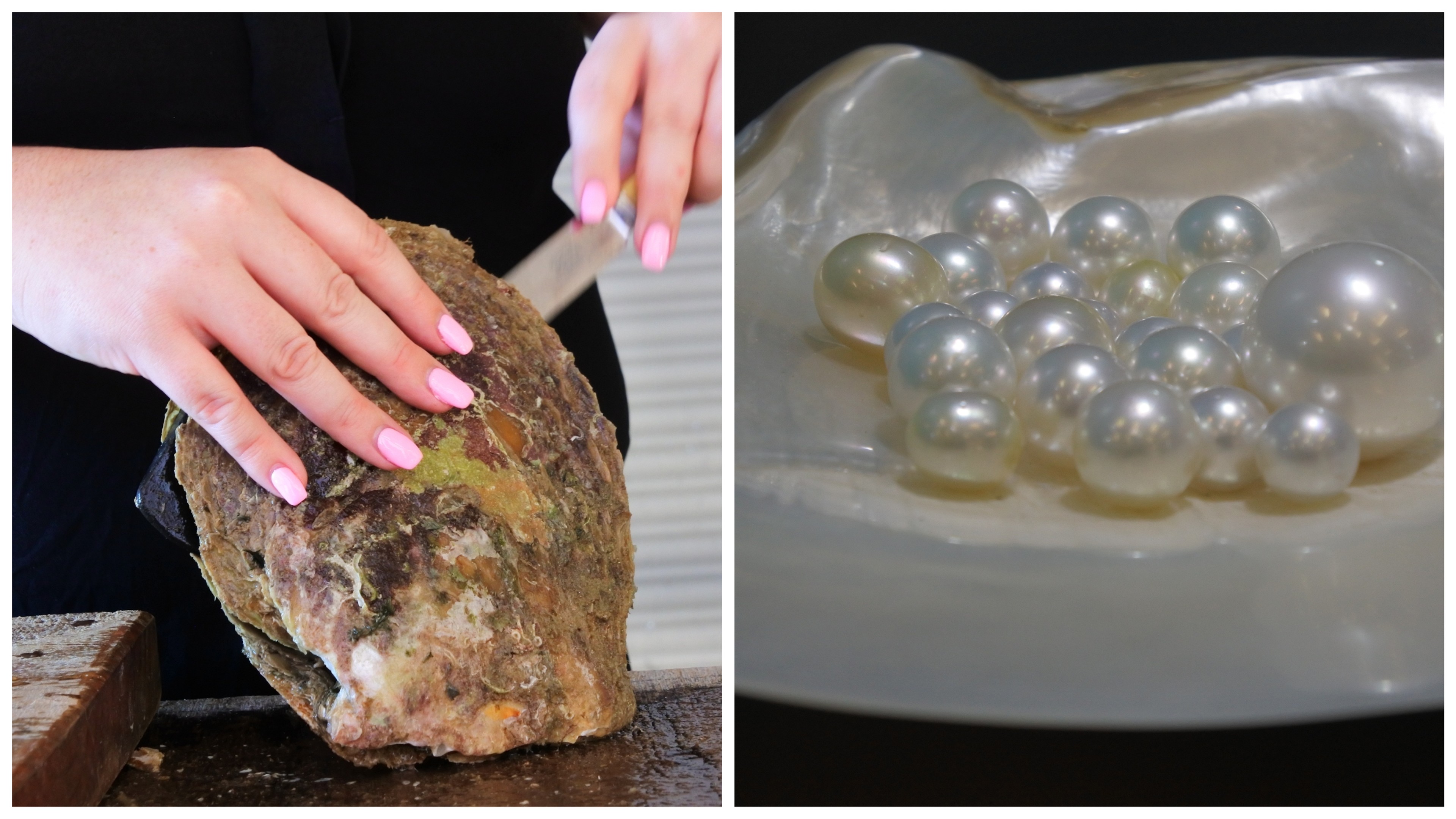 An Australian Pinctada Maxima may reveal a trove of pearls. Broome is known for the special gem./Shutterstock