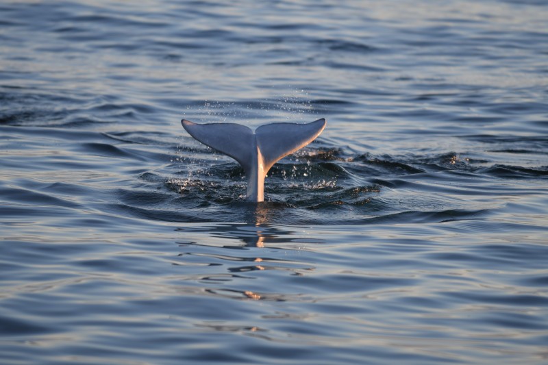 Spotting beluga whales in Canada's Arctic/Shutterstock