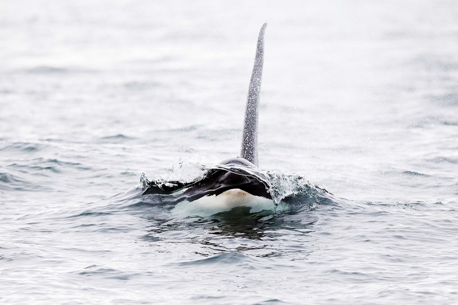 The distinctive shape of a killer whale./Lucia Griggi