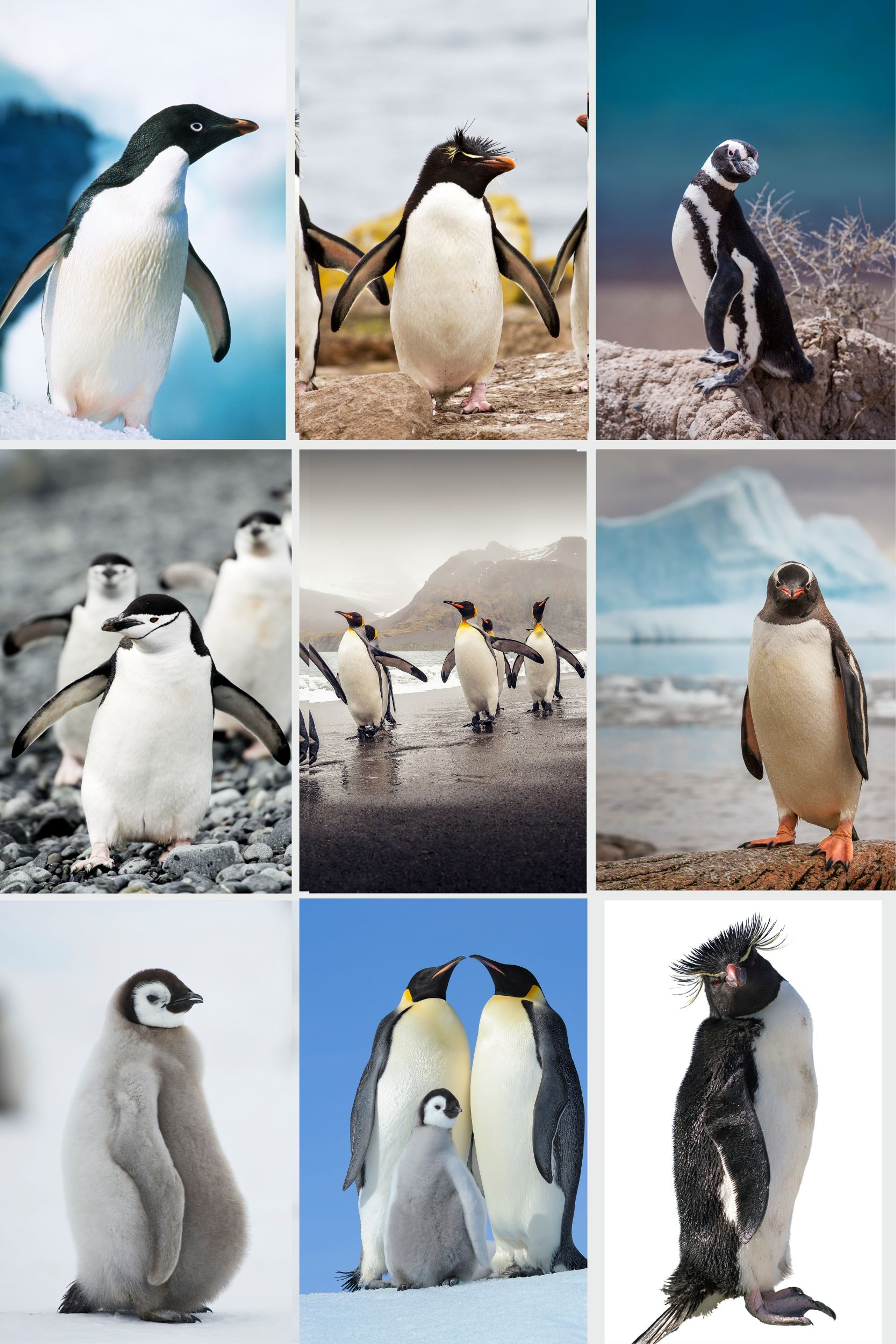 Penguins you may see in Antarctic regions, from top left: Adelie, Rockhopper, Mage- llanic; from middle left: Chinstrap, King, Gentoo, from bottom left Emperor chick, Emperors and Macaroni./Getty Images