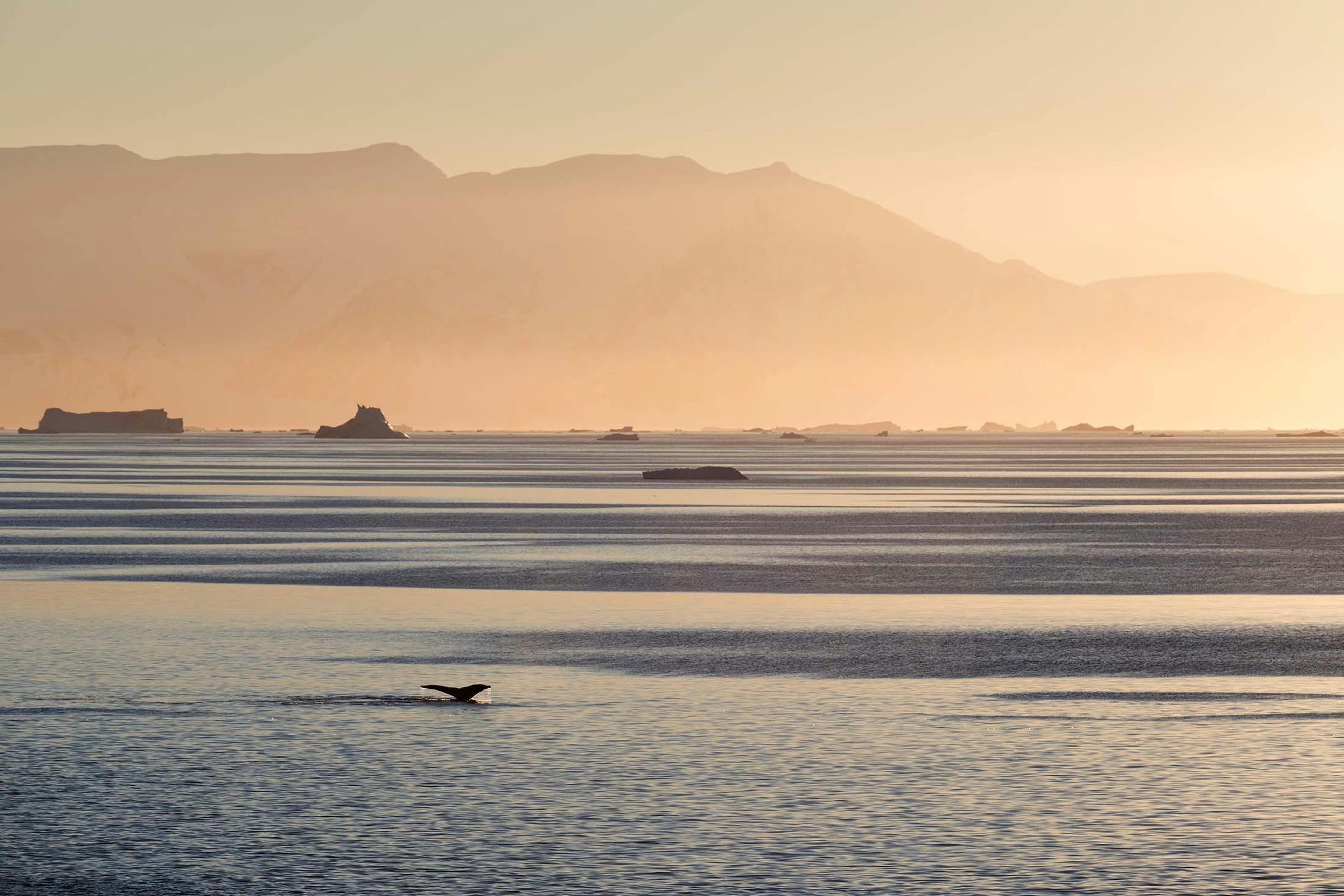 Scenic cruising in the Antarctic Sound/Lucia Griggi
