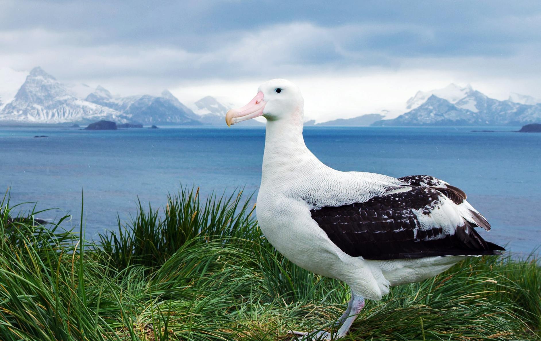 Wandering Albatross, Prion Island, South Georgia/Benn Berkeley