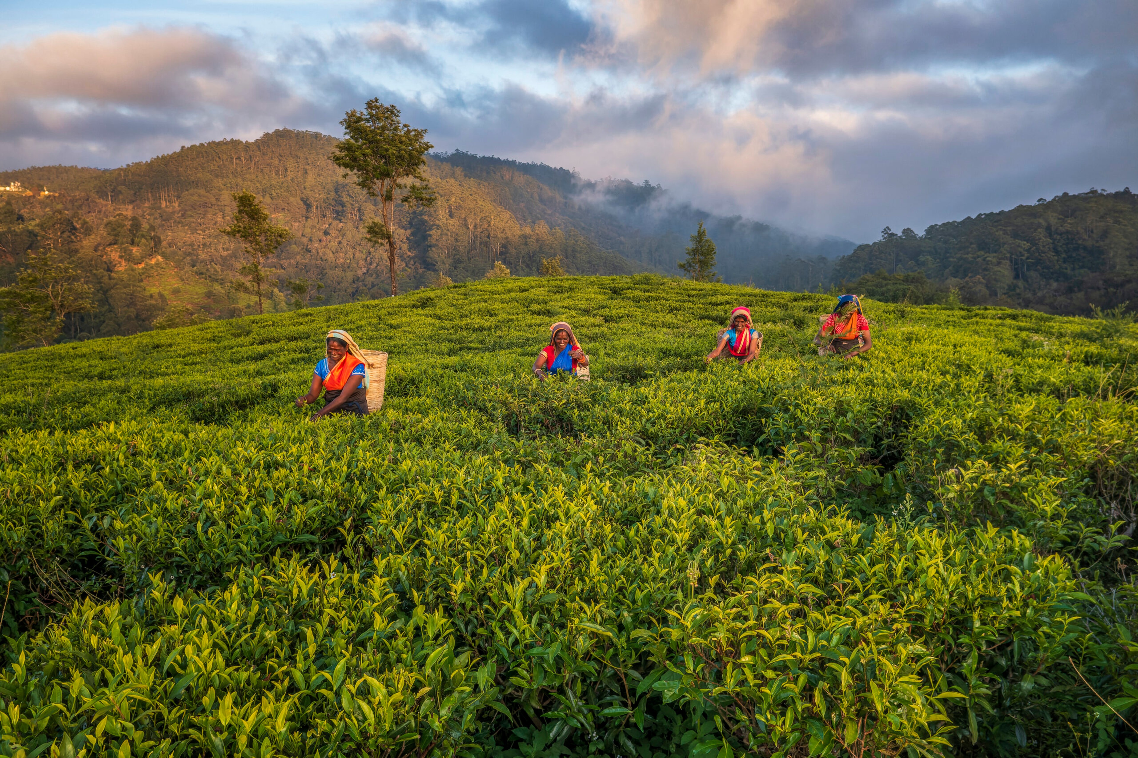 Women plucking tea leaves near Nuwara Eliya, Sri Lanka/Getty Images